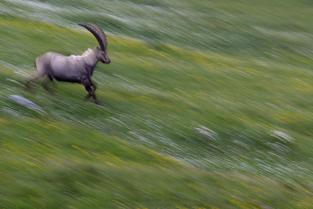 Mountain Ibex Alpine