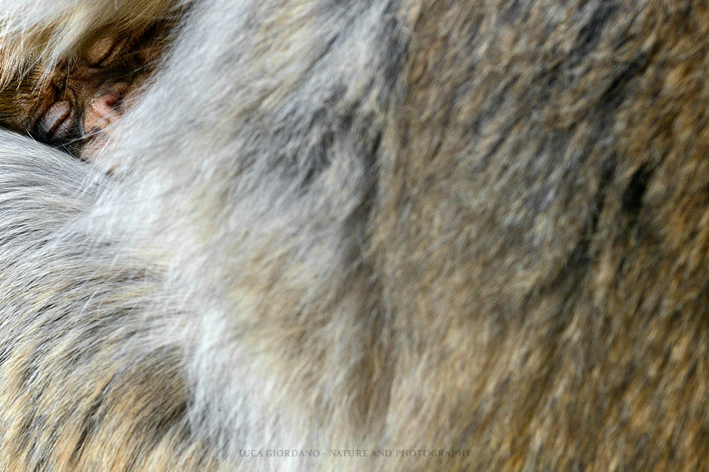 Macaco berbero - Barbary macaque