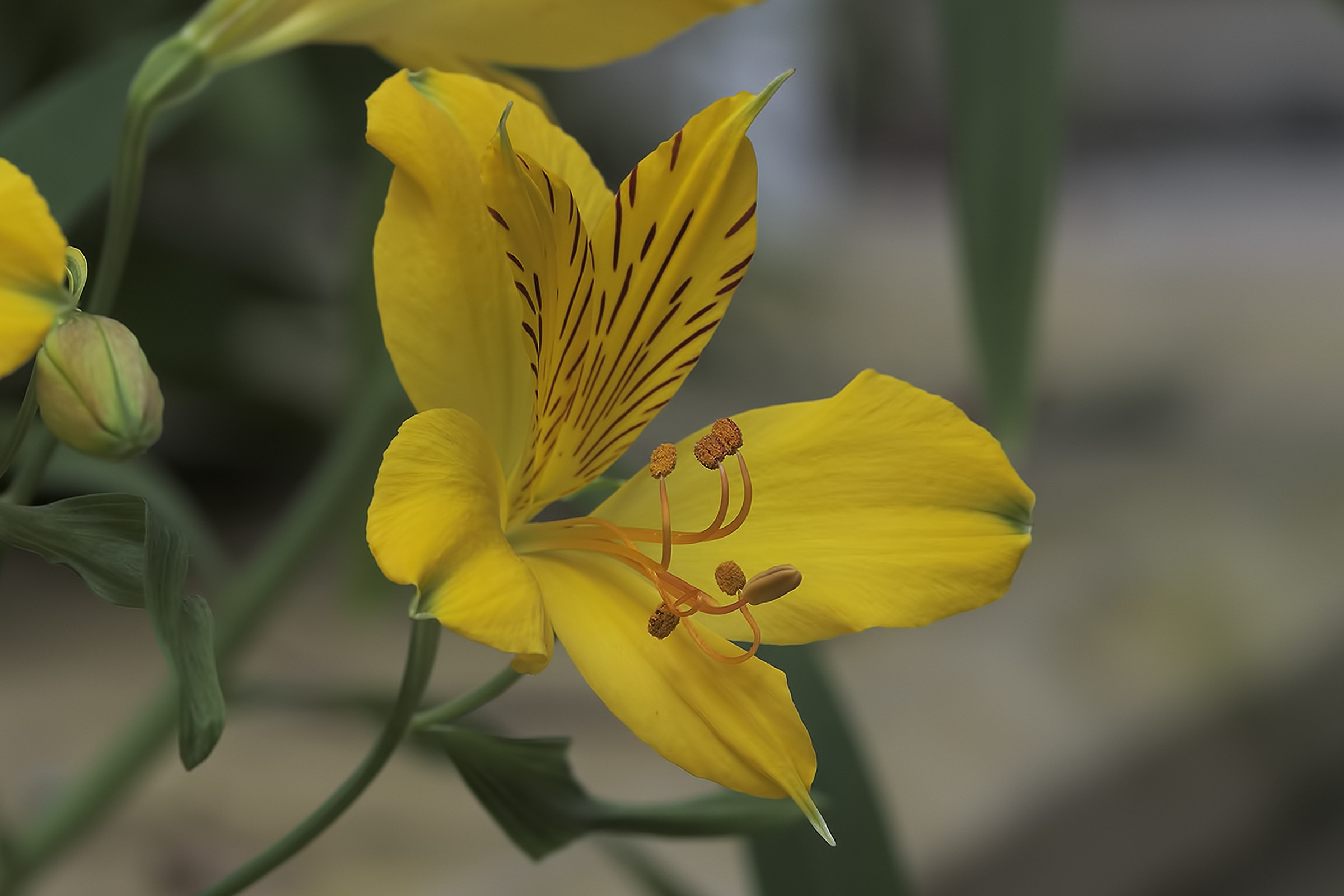 Alstroemeria aurea Graham