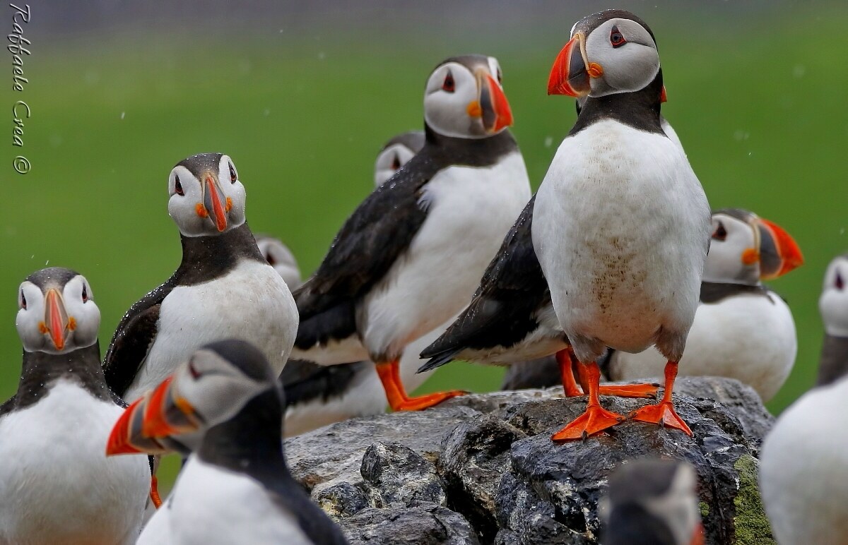 Puffins in the rain