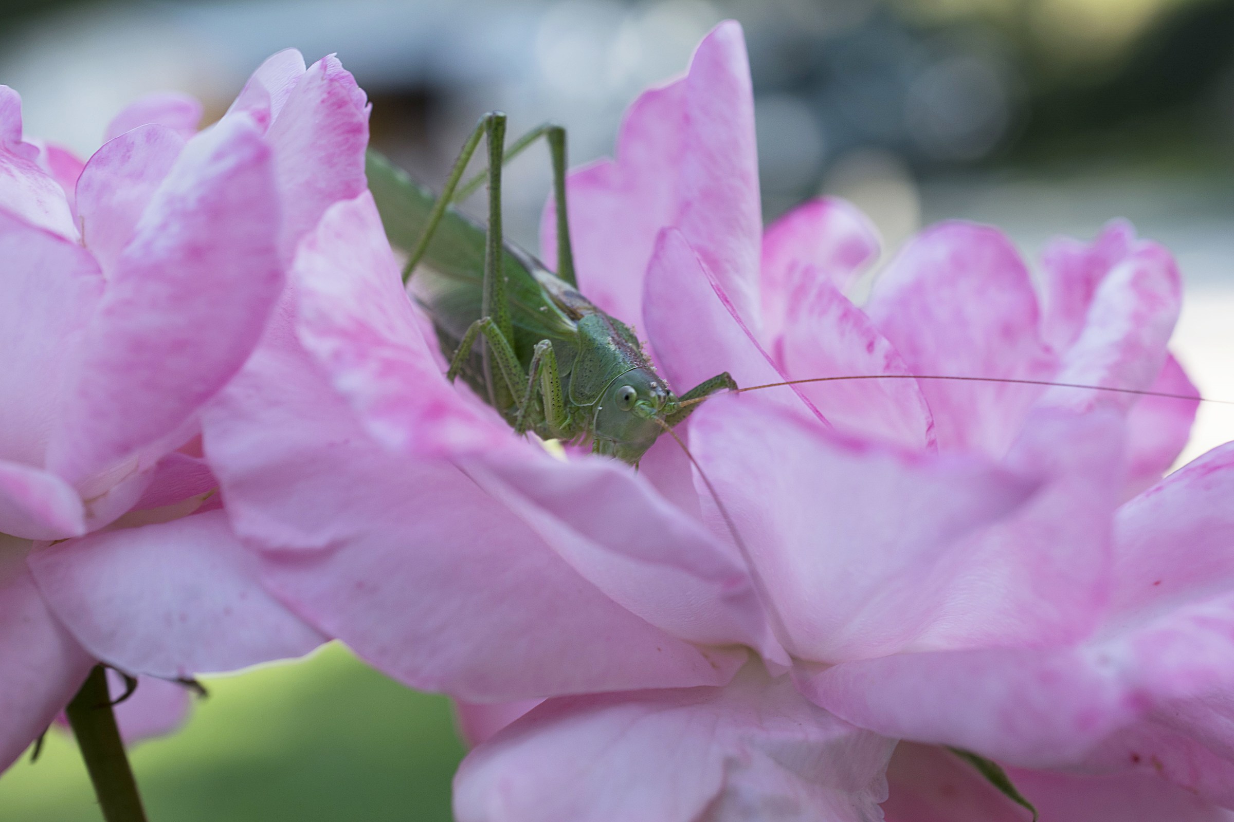 Resting between the rose petals