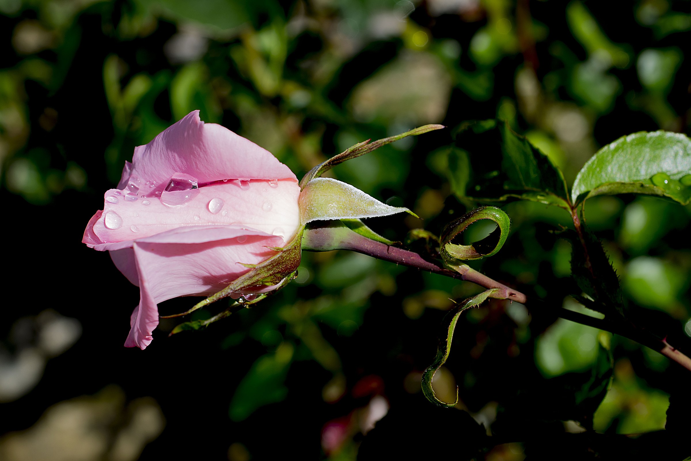 Dopo la pioggia...un raggio di sole