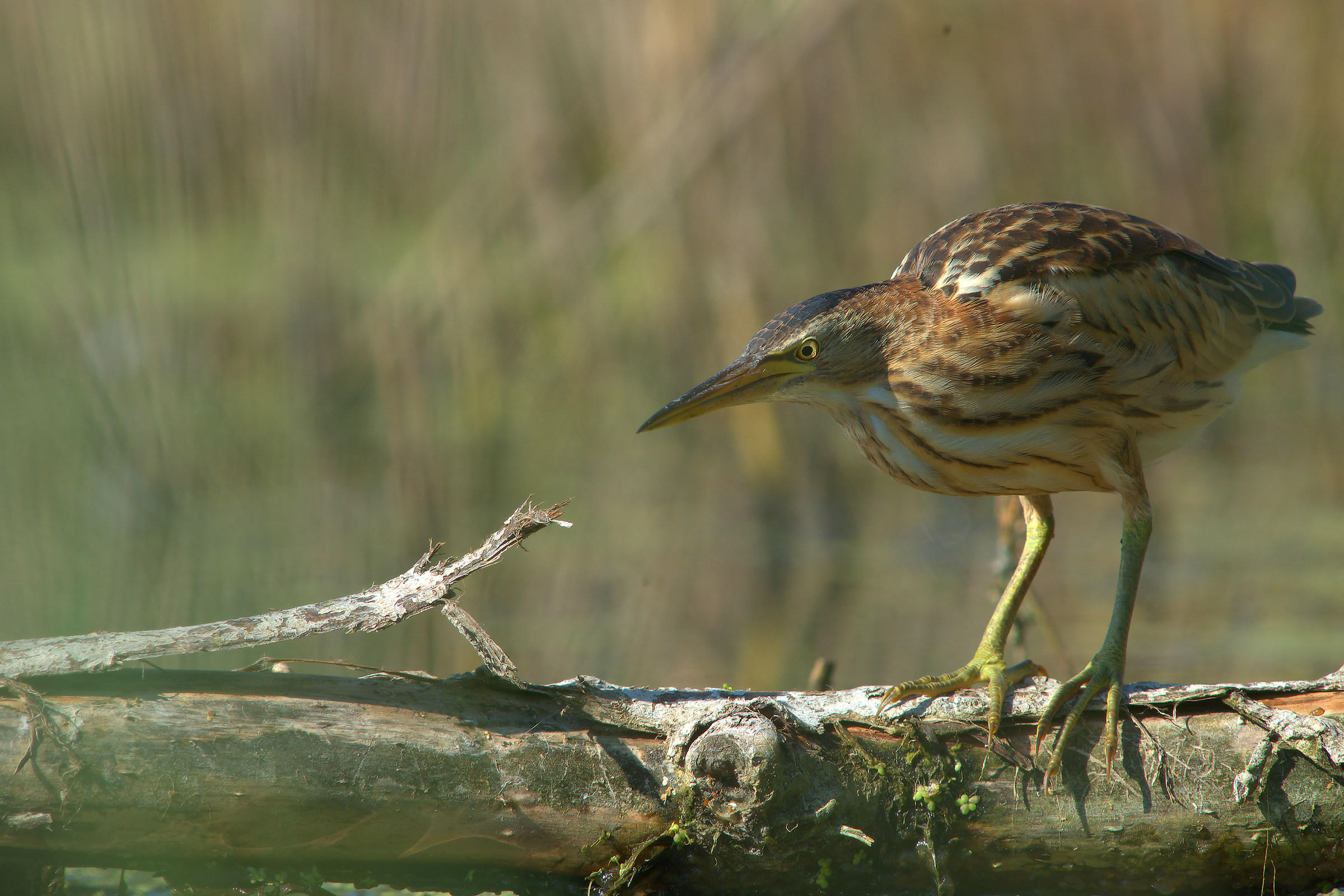 Little Bittern