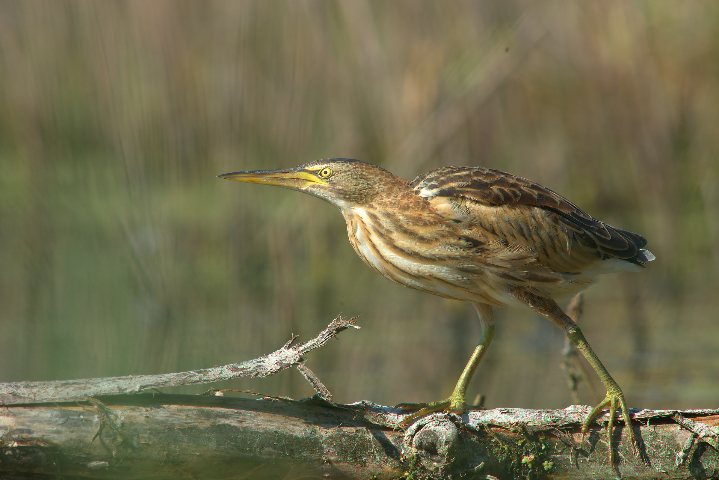 Little Bittern
