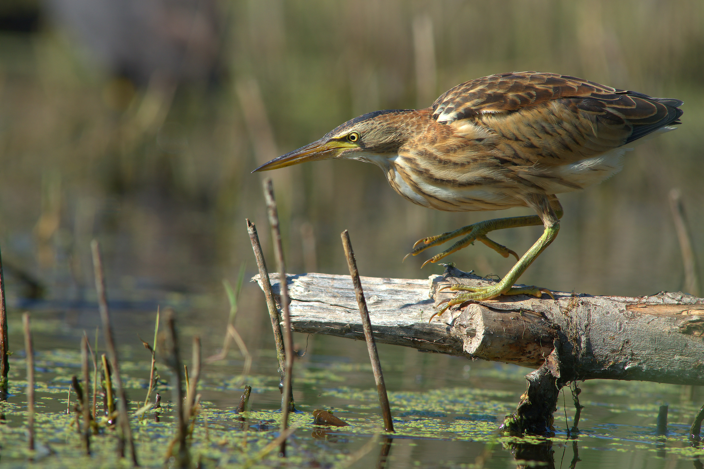 Little Bittern