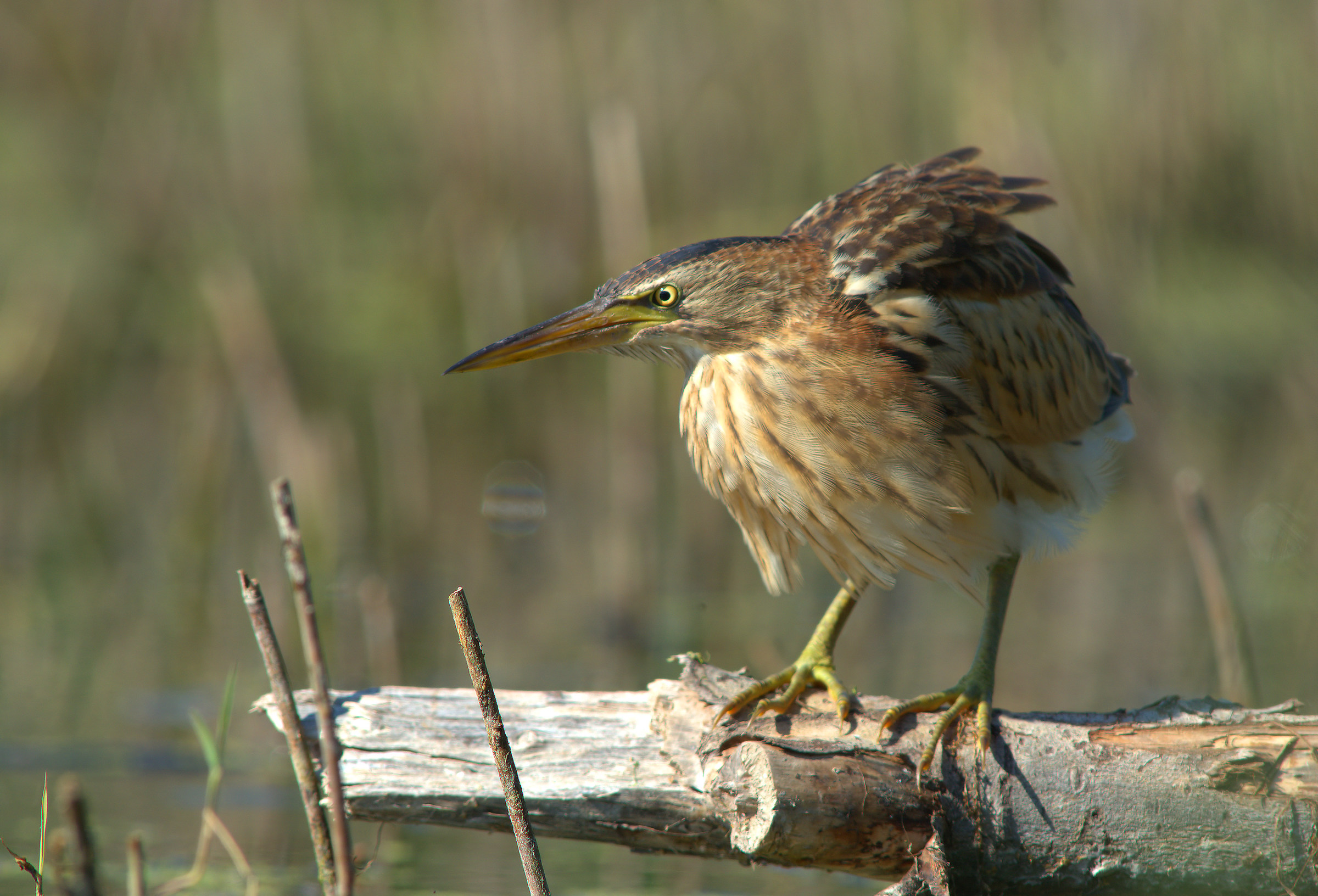 Little Bittern