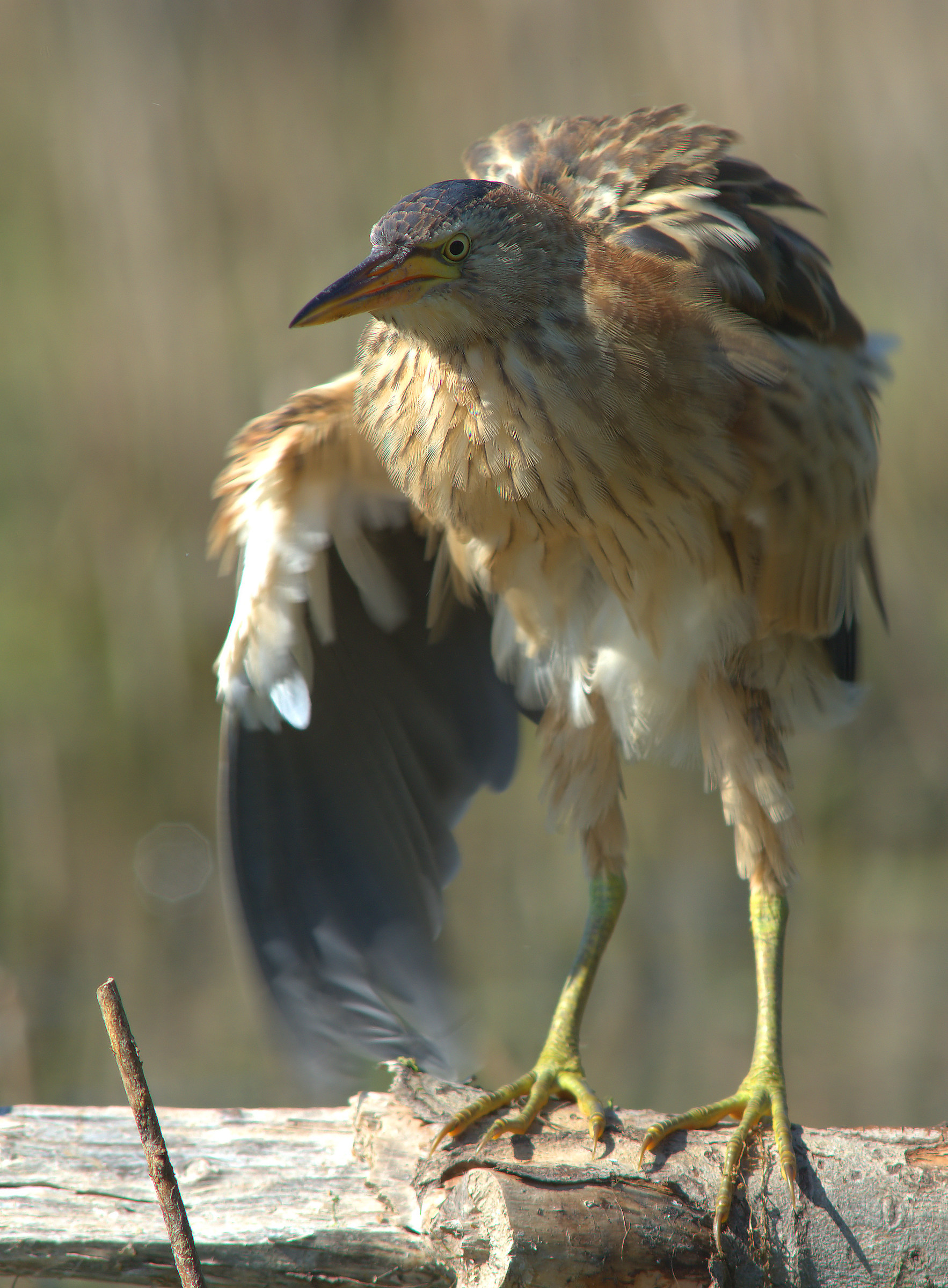 Little Bittern