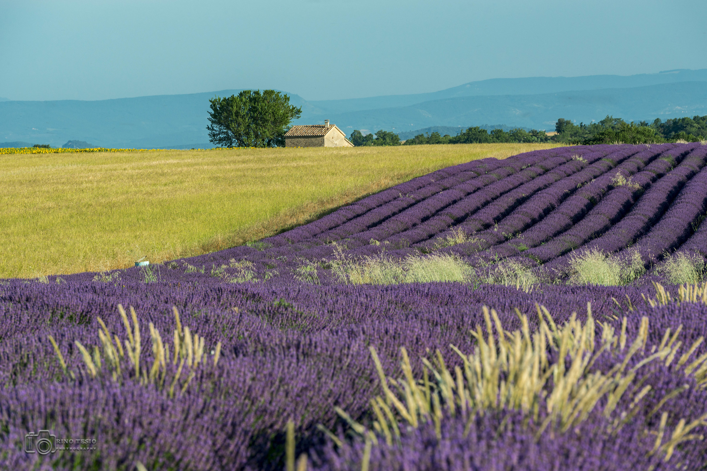 Valensole 2018