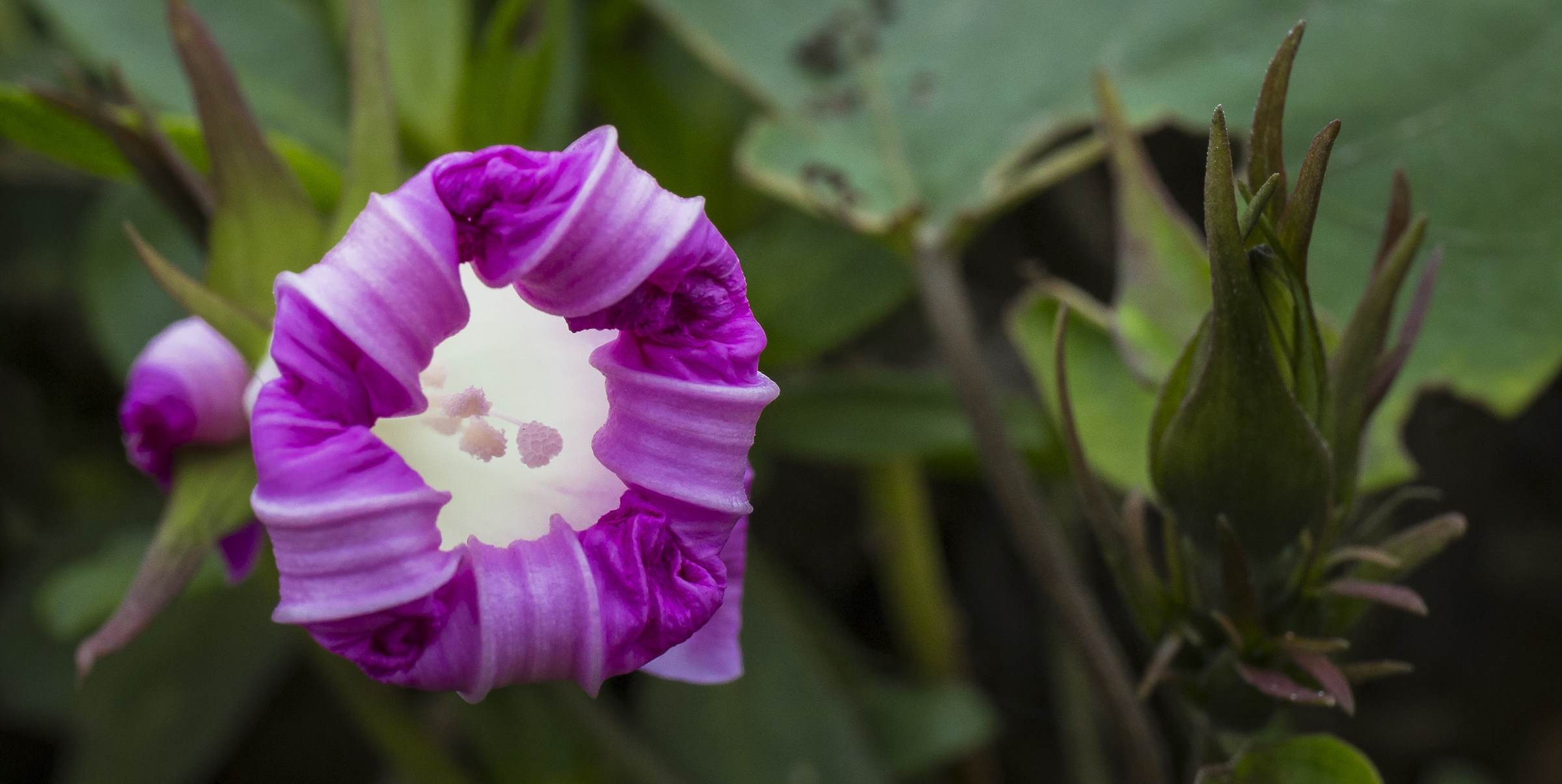 Flower of Miraflores