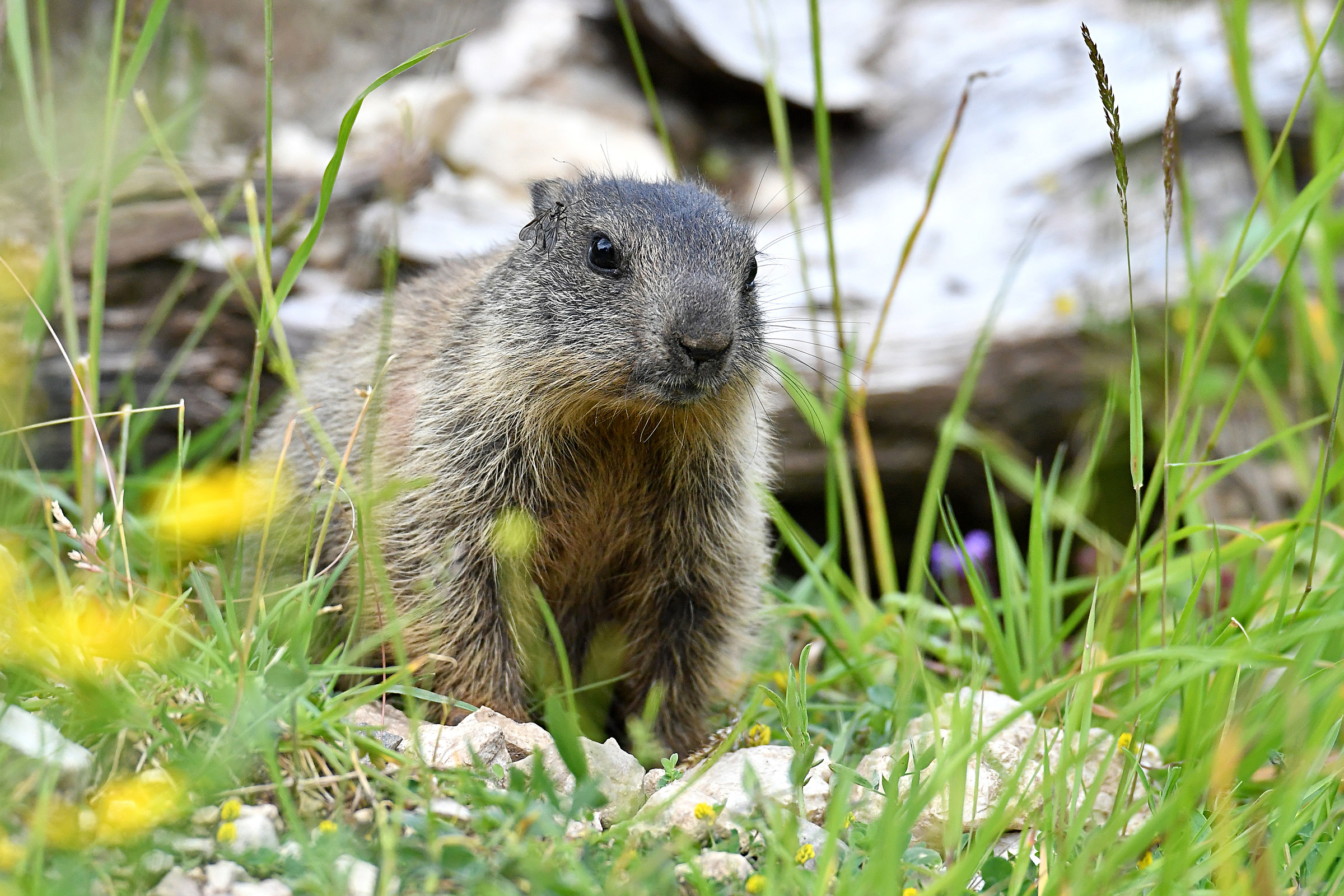 Marmotta...ambientata... ( Marmotta alpina )