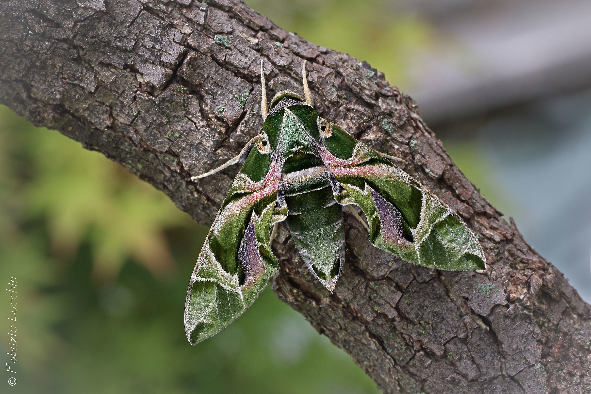 Sfinge dell'oleandro  (esemplare femmina)