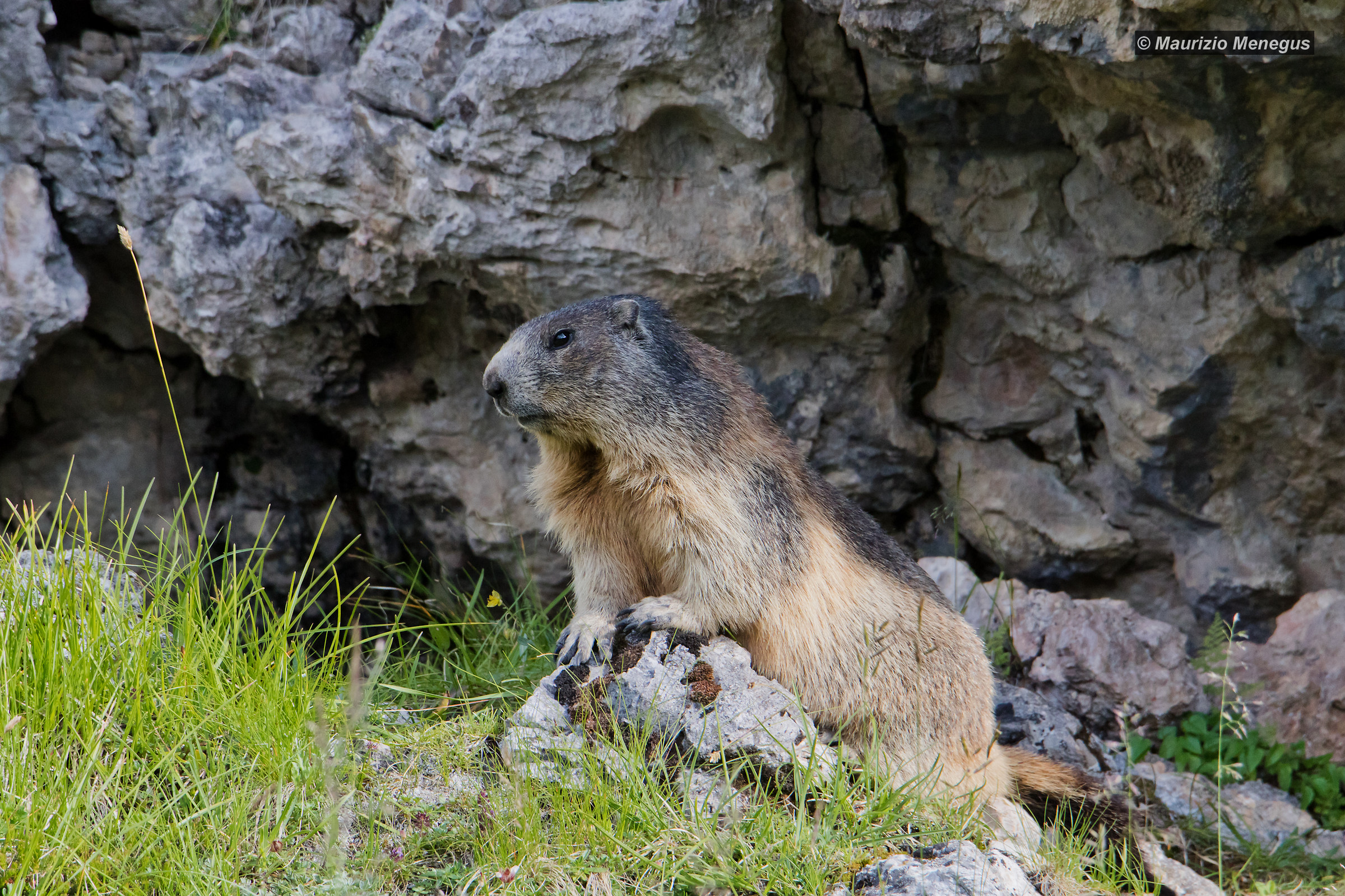 Groundhog on the Lair