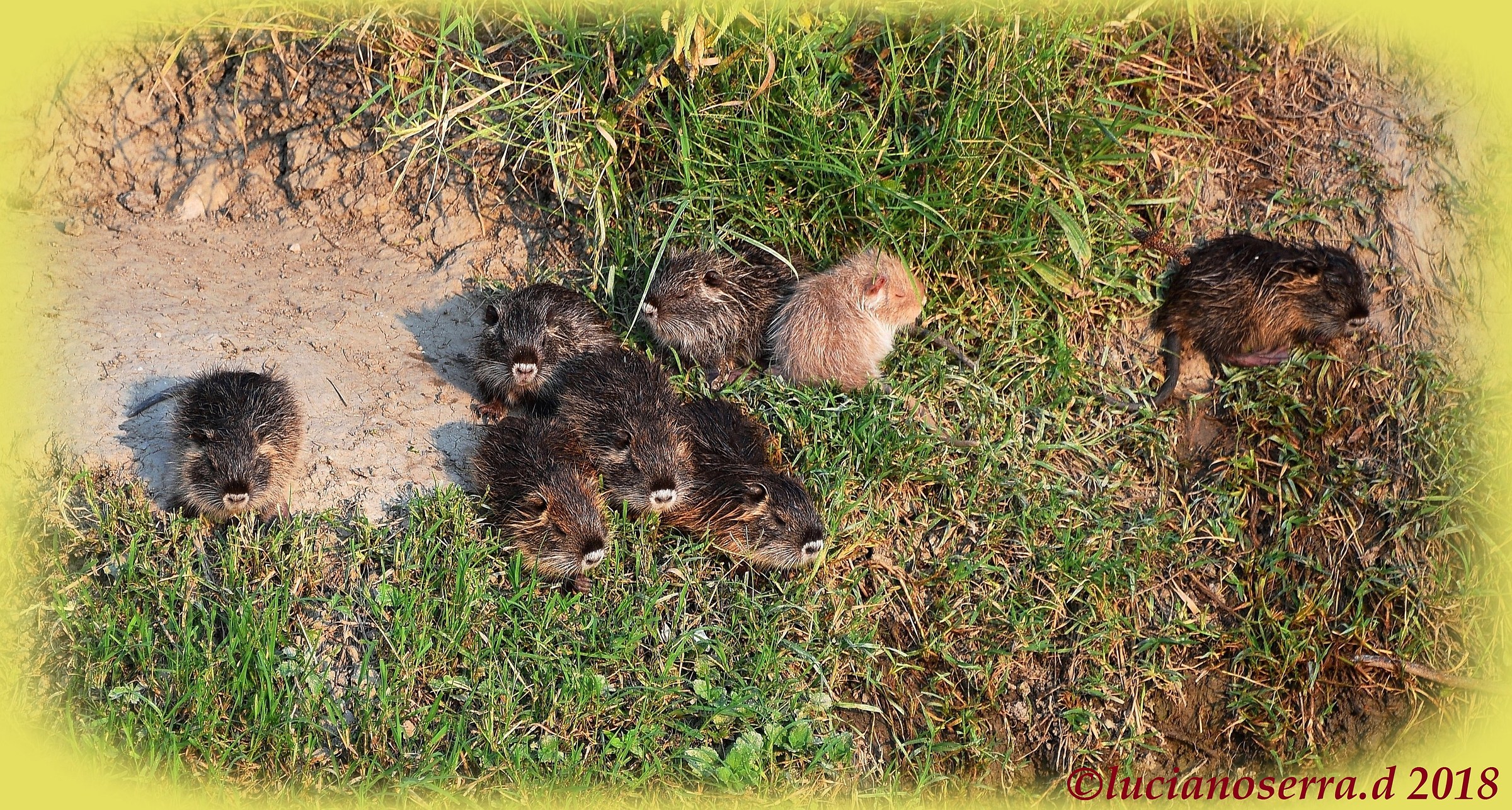 Una simpatica cucciolata di nutrie... appisolate...