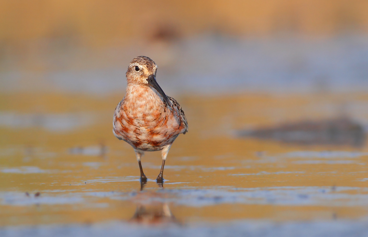 Sanderling