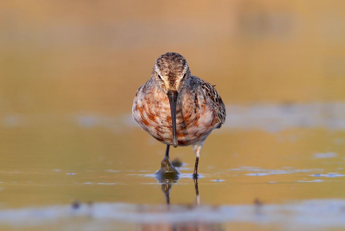 Sanderling