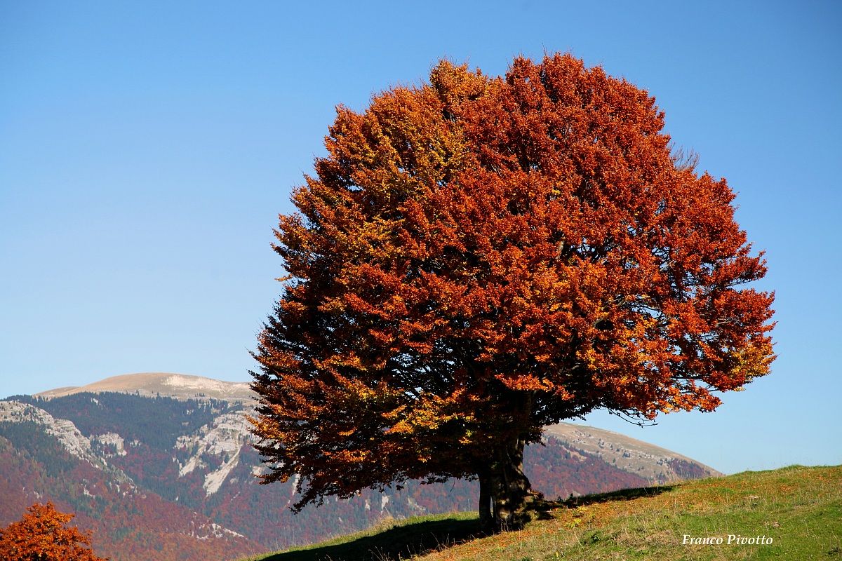 Magico autunno 3