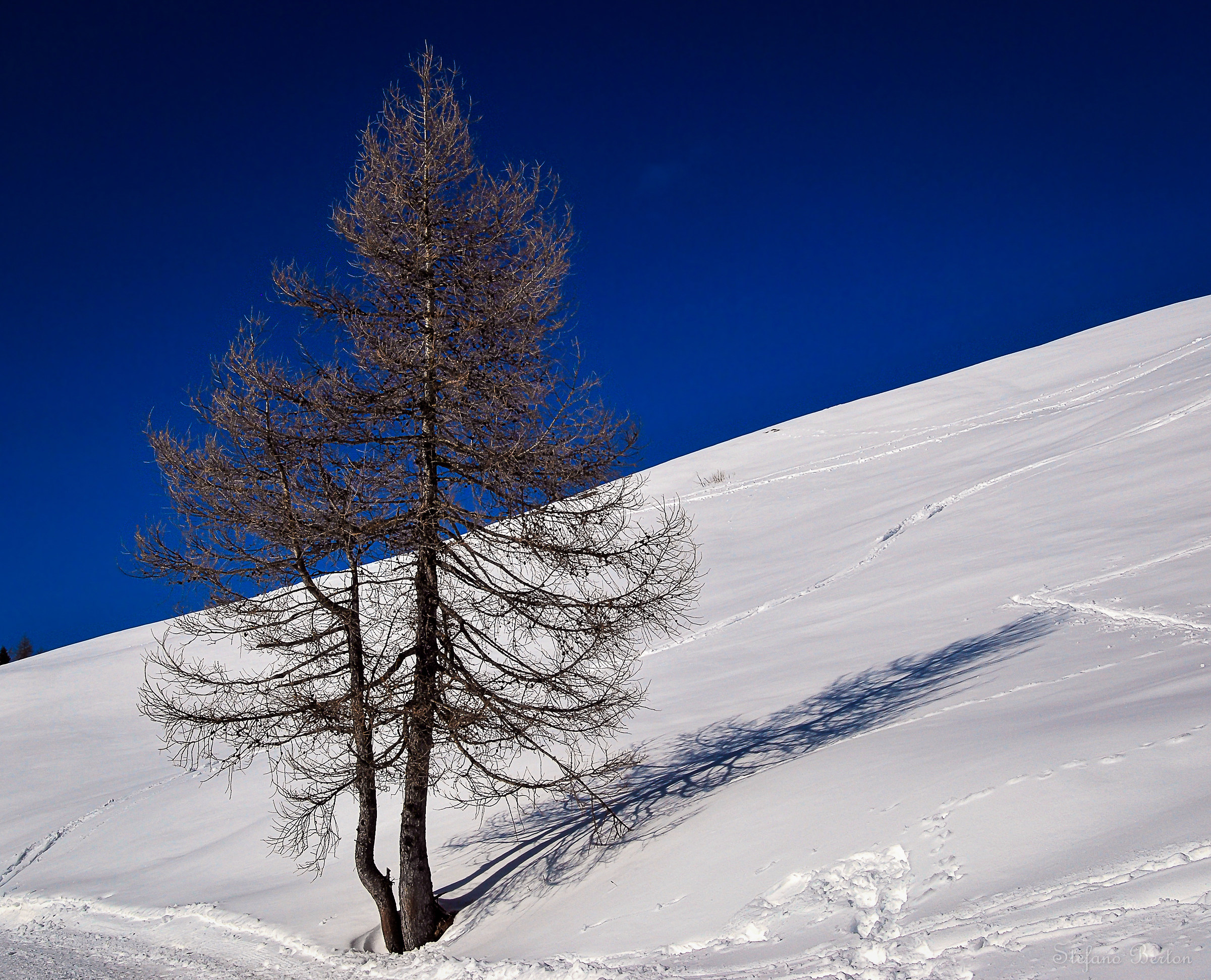L'inverno del larice