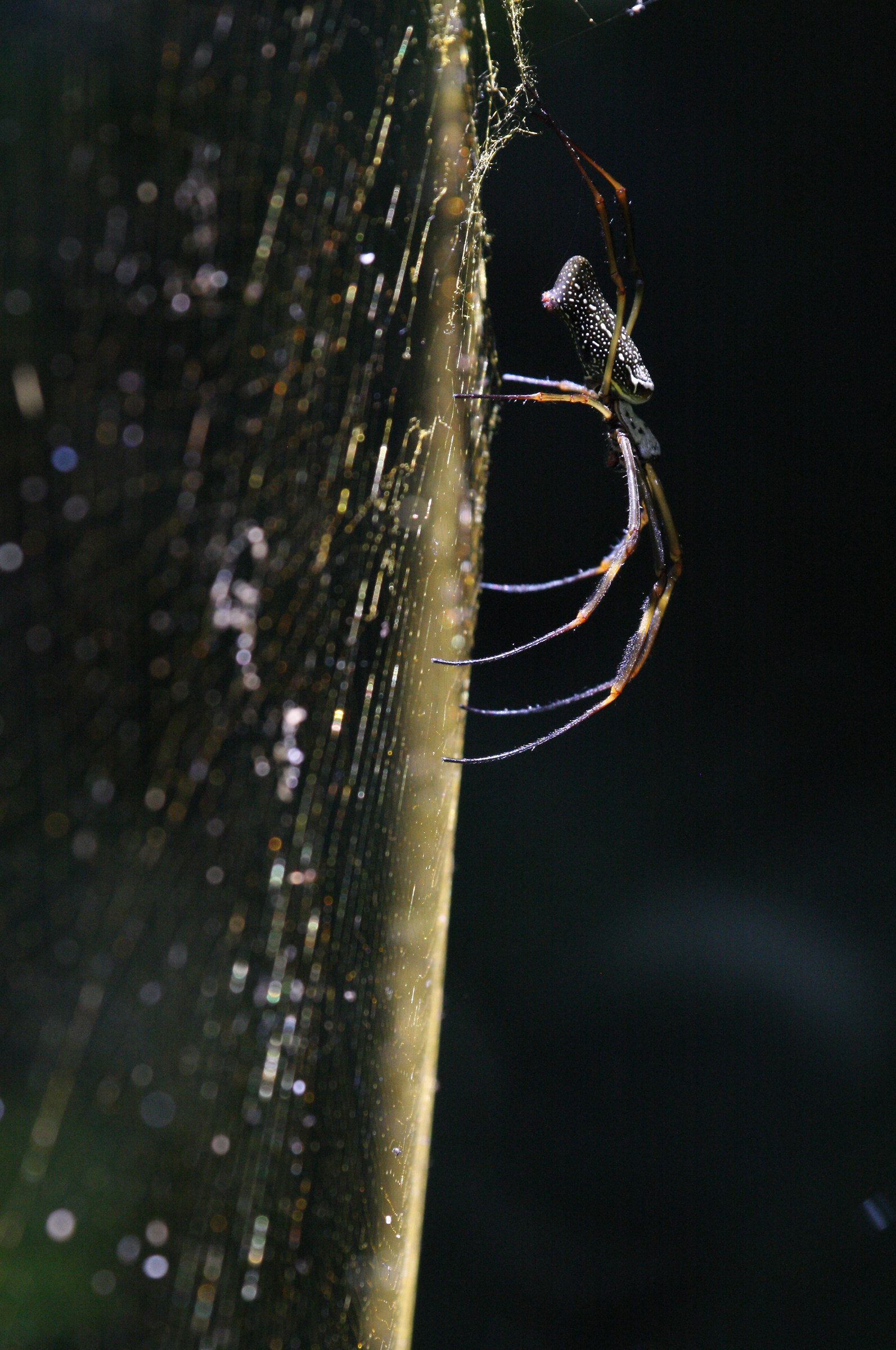 l' attesa della Nephila