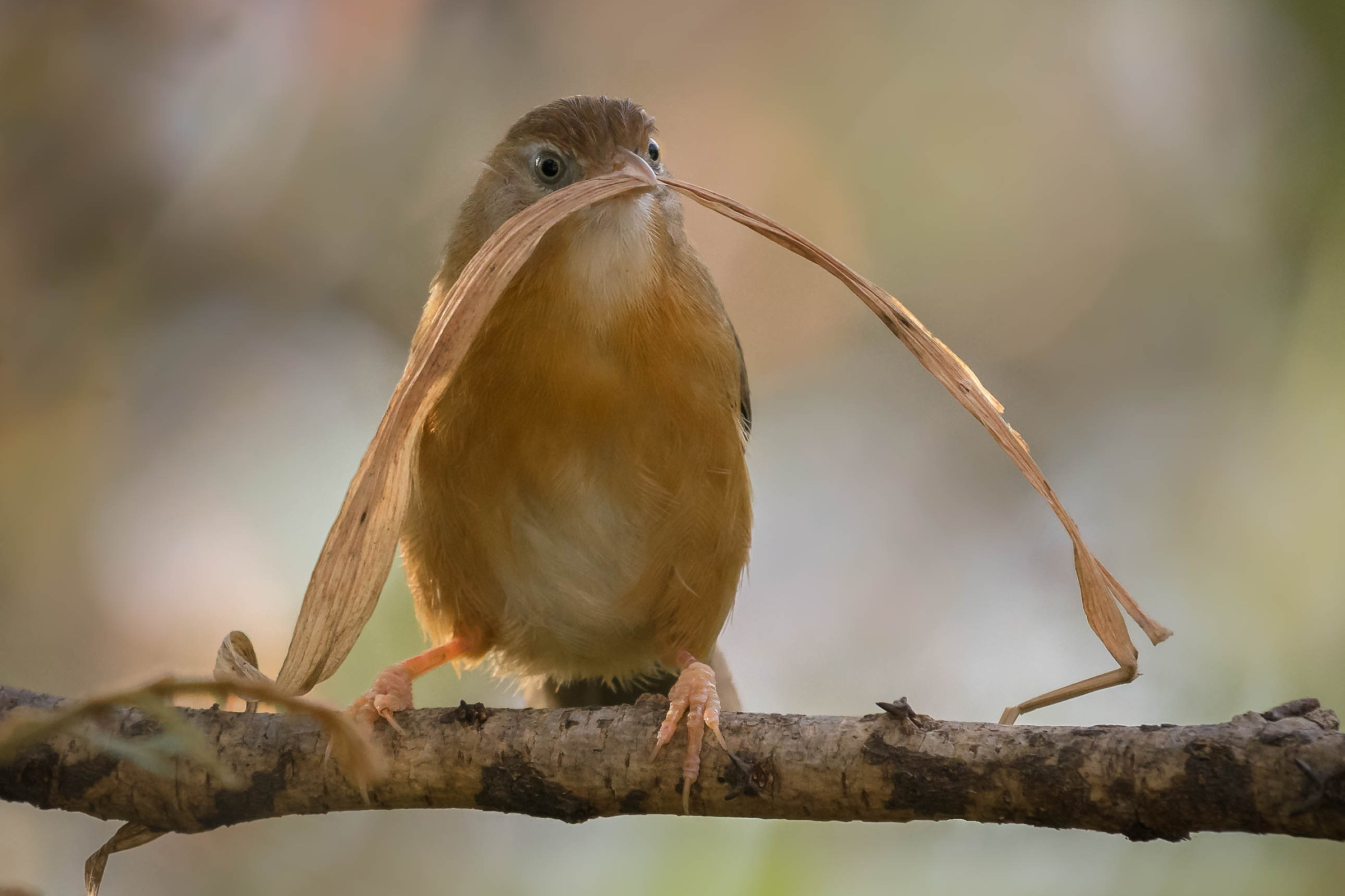 Tawny bellied babbler