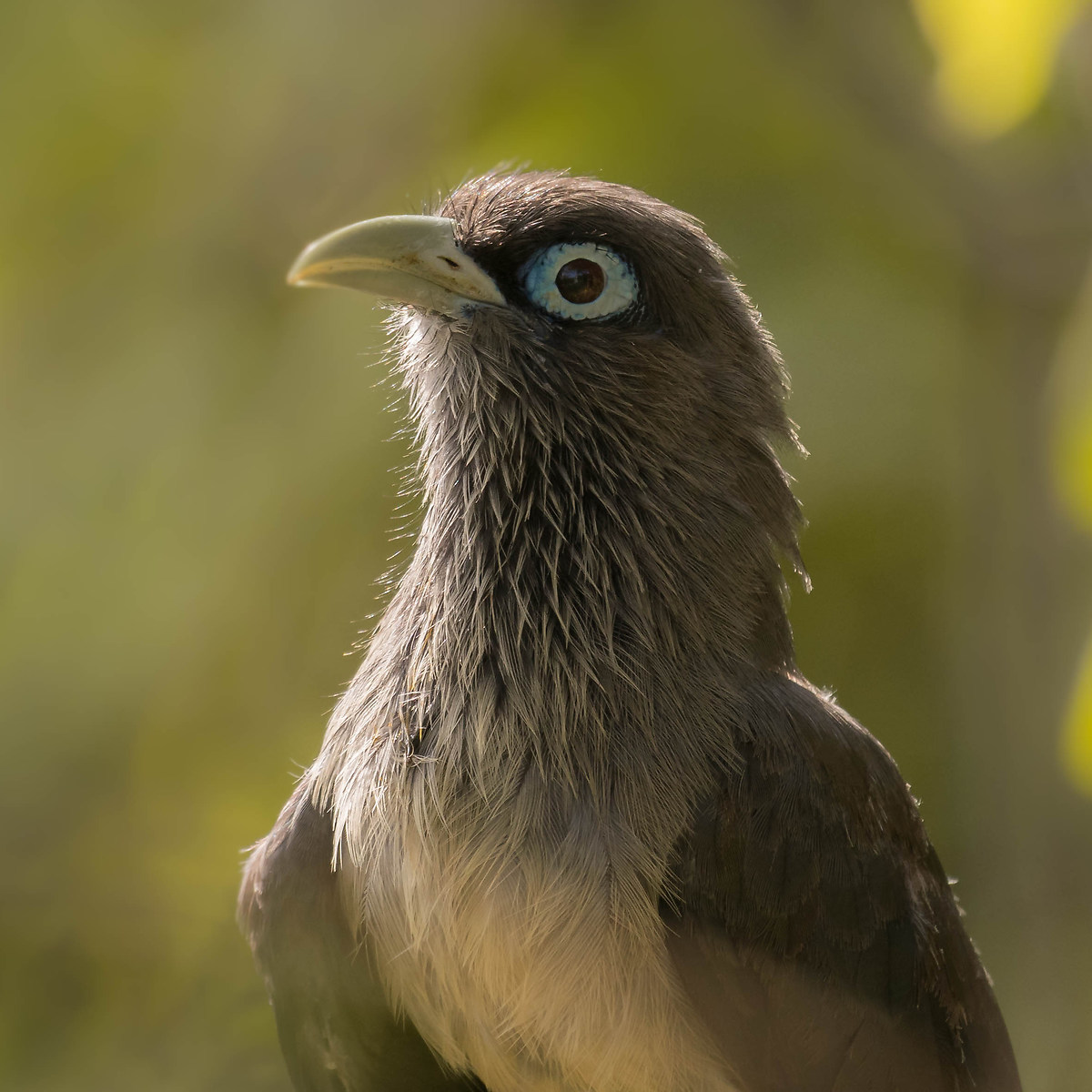 Blue faced malkoha