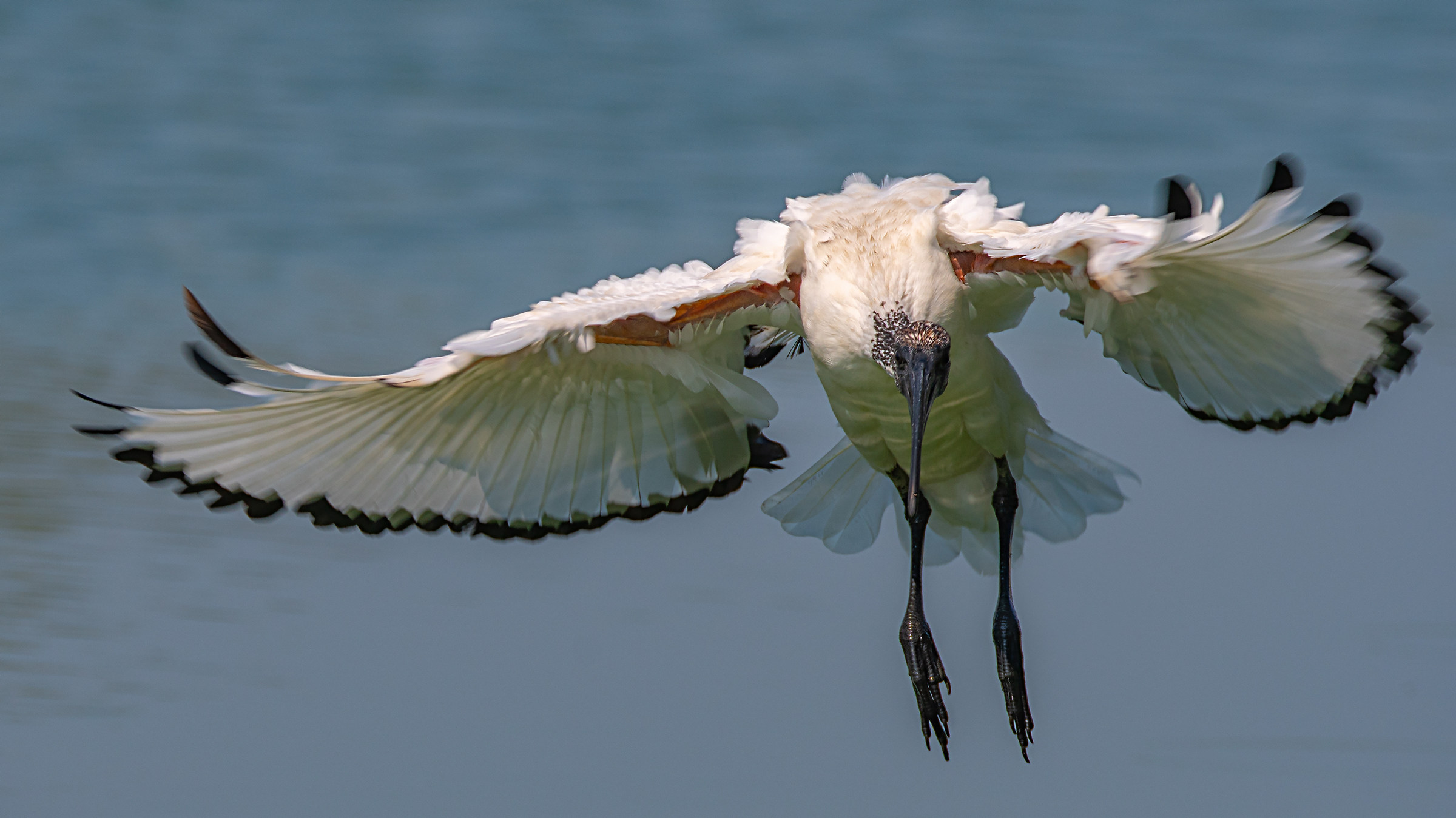 Ibis