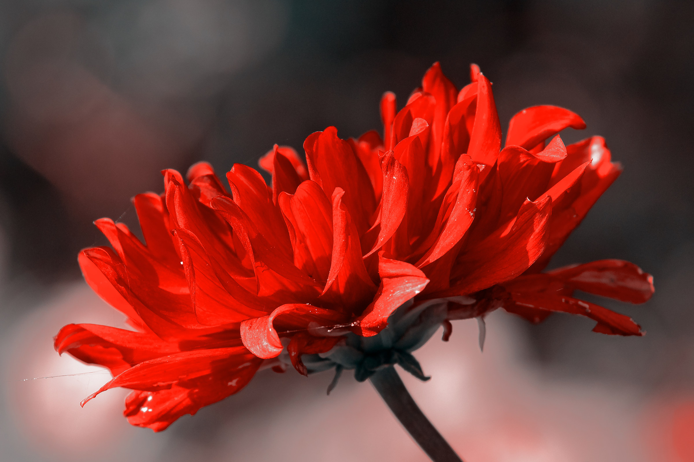 Red Flower