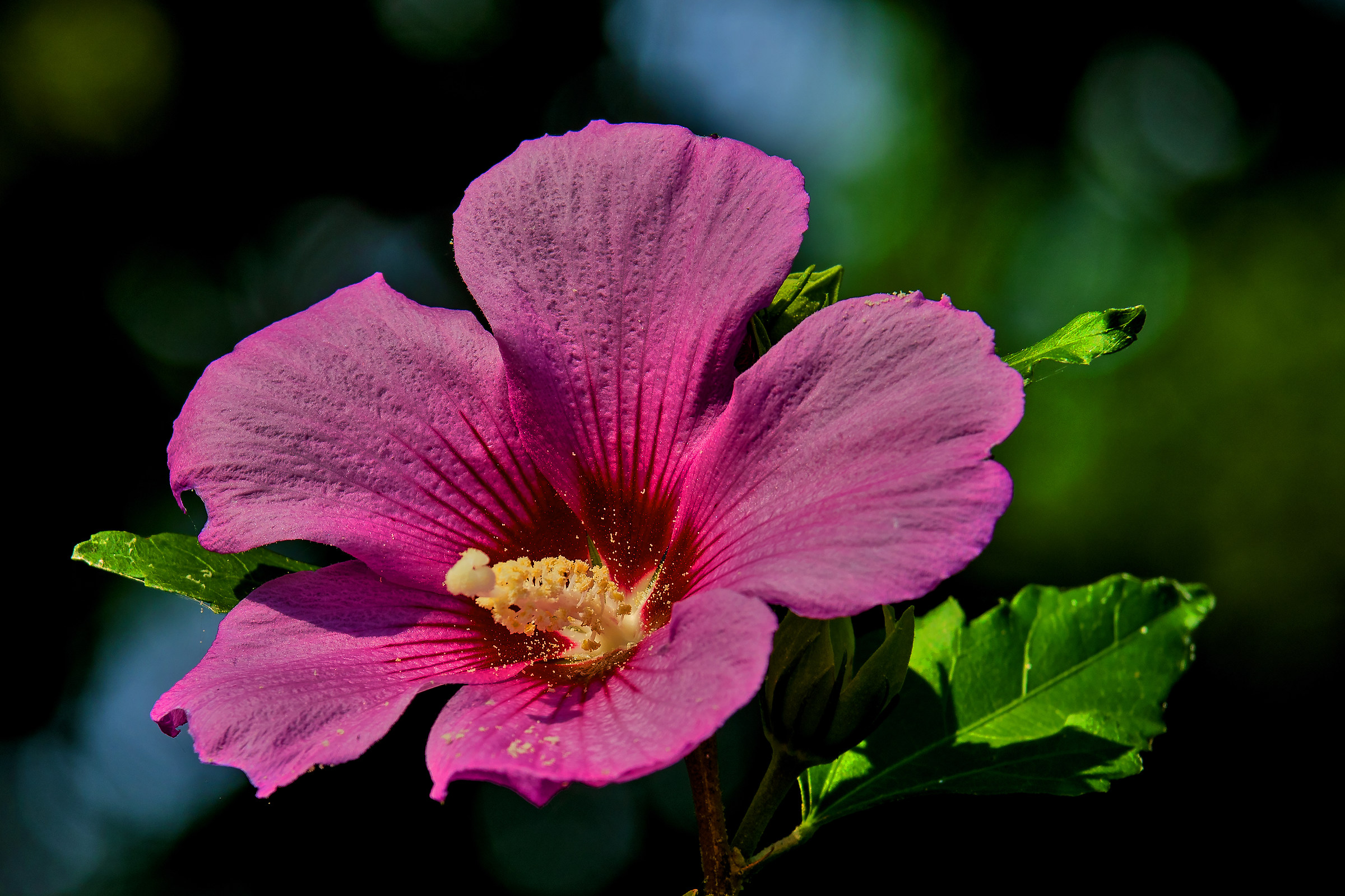 Hibiscus