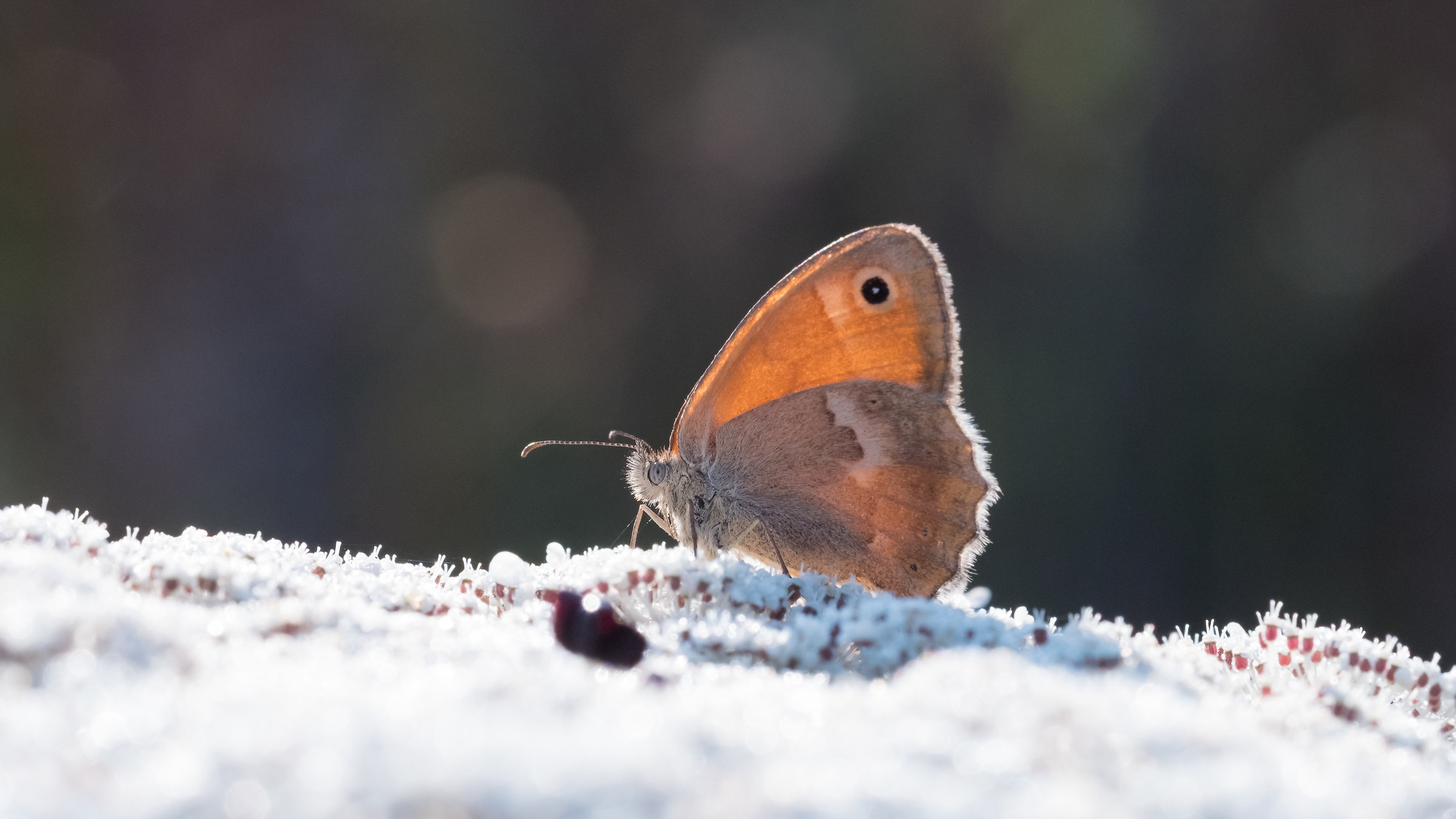 Good Morning Coenonympha Pampilus