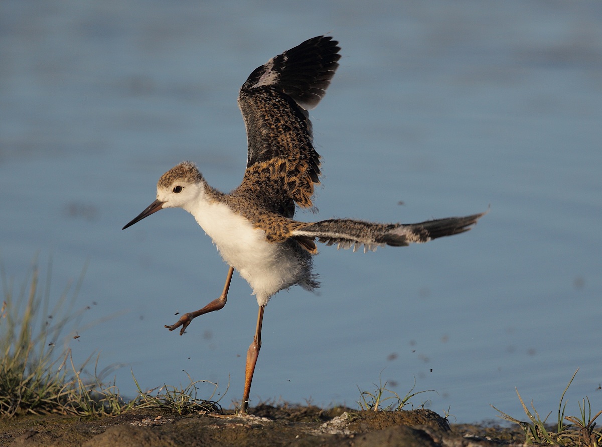 chasse blanche jeune