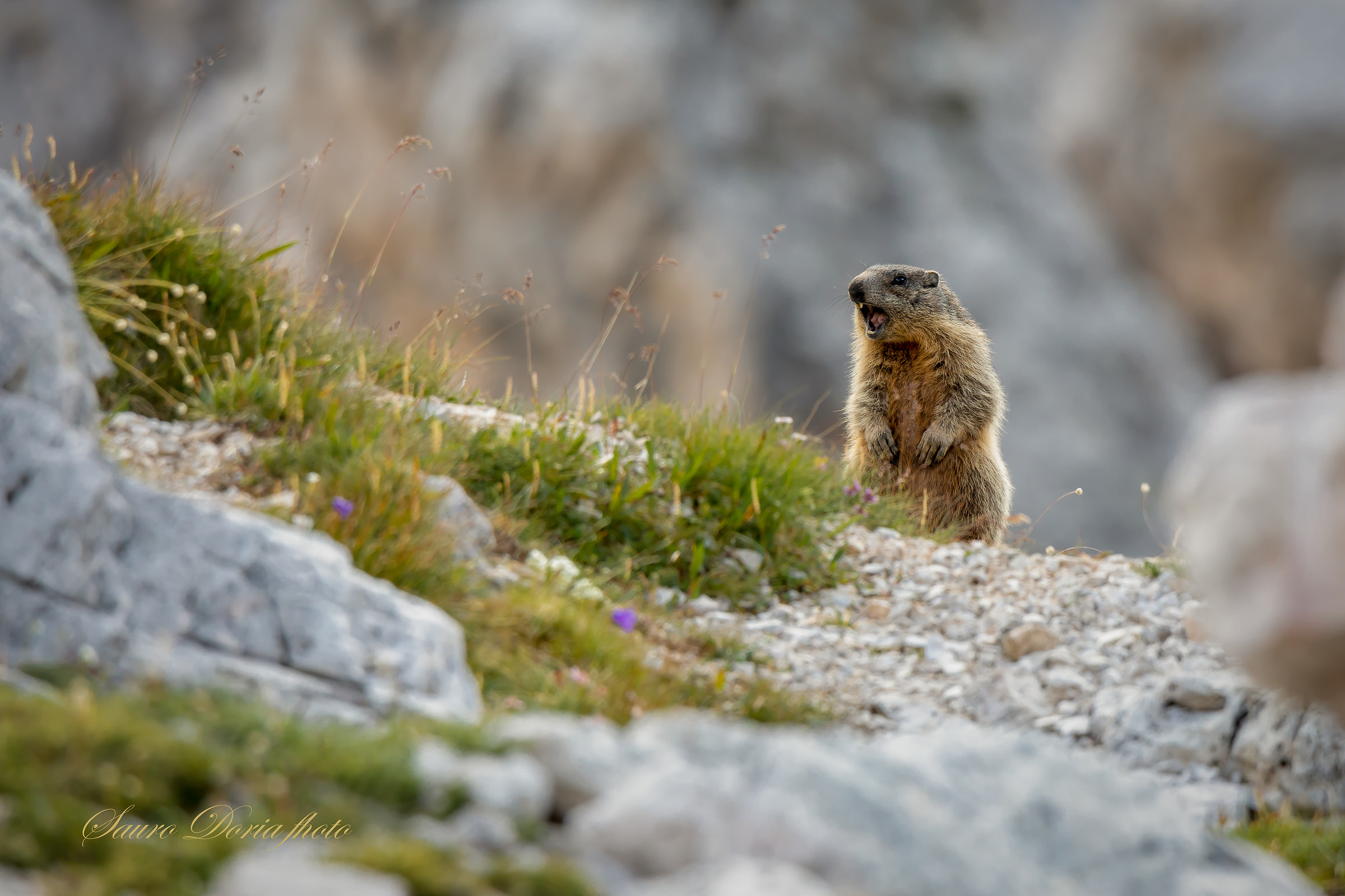 Marmot Howler