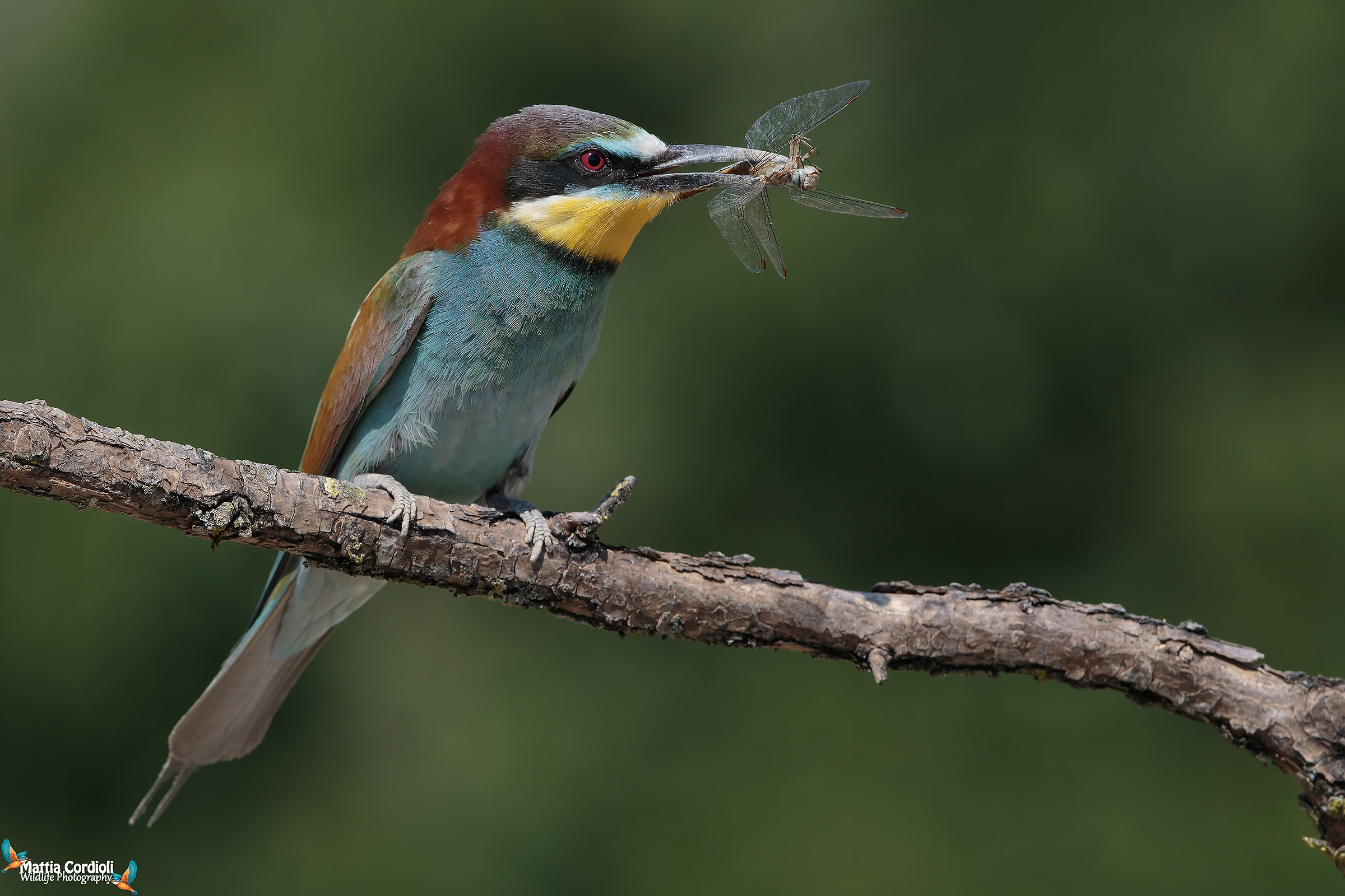 Bee-eater