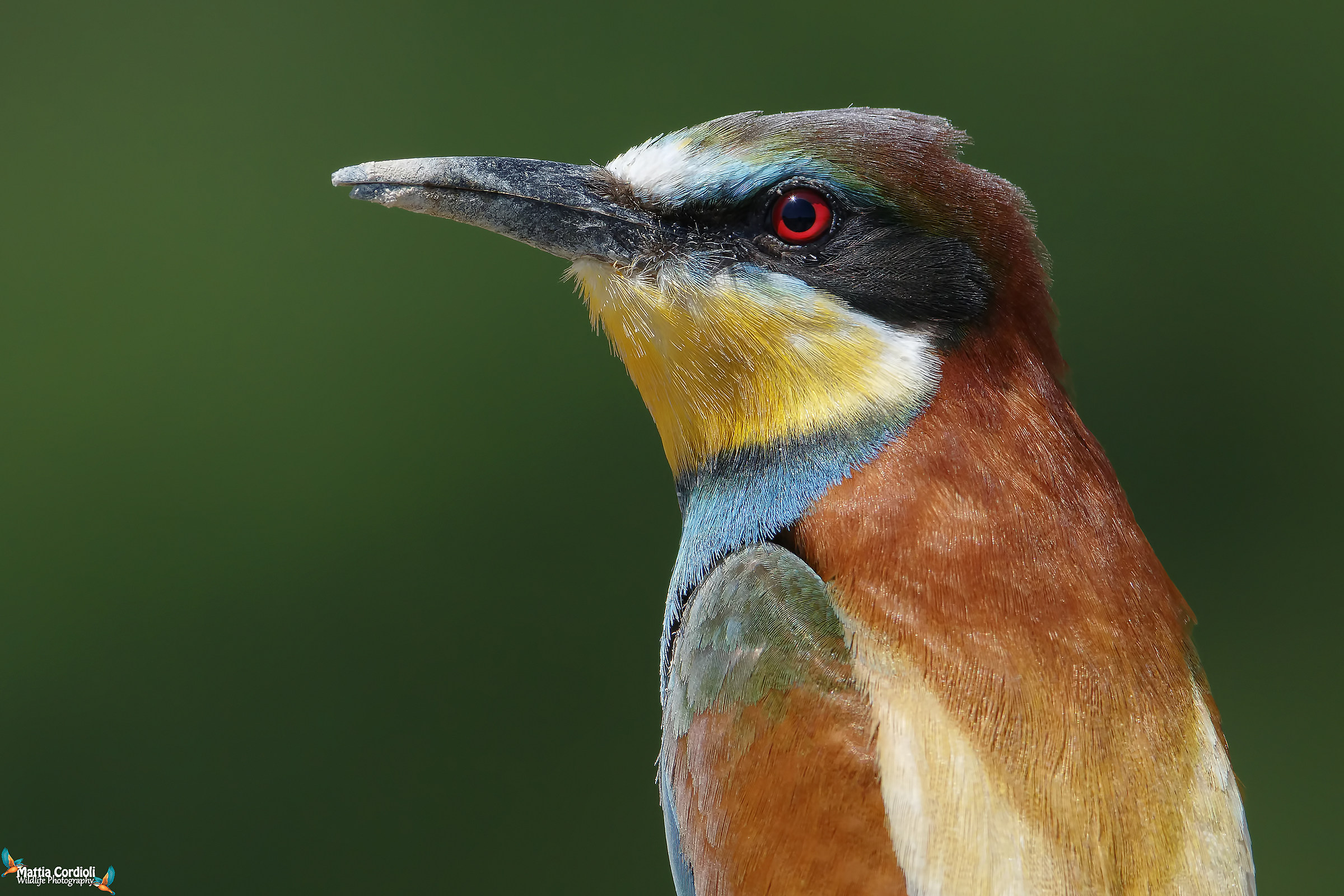 Bee-eater
