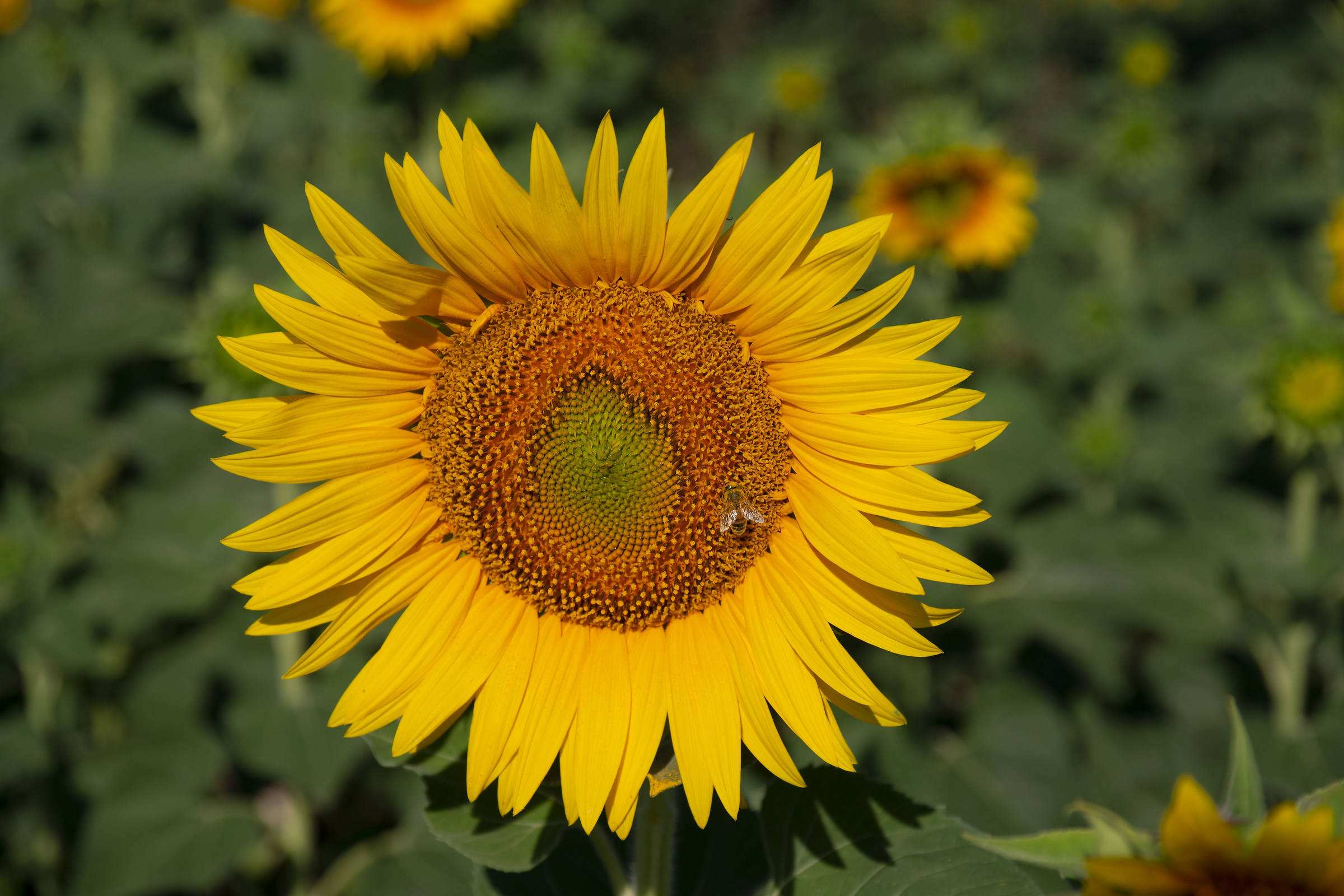Sunflower
