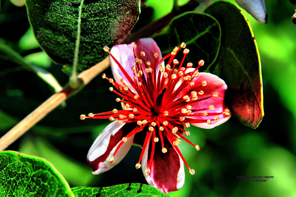 The flower of Feijoa