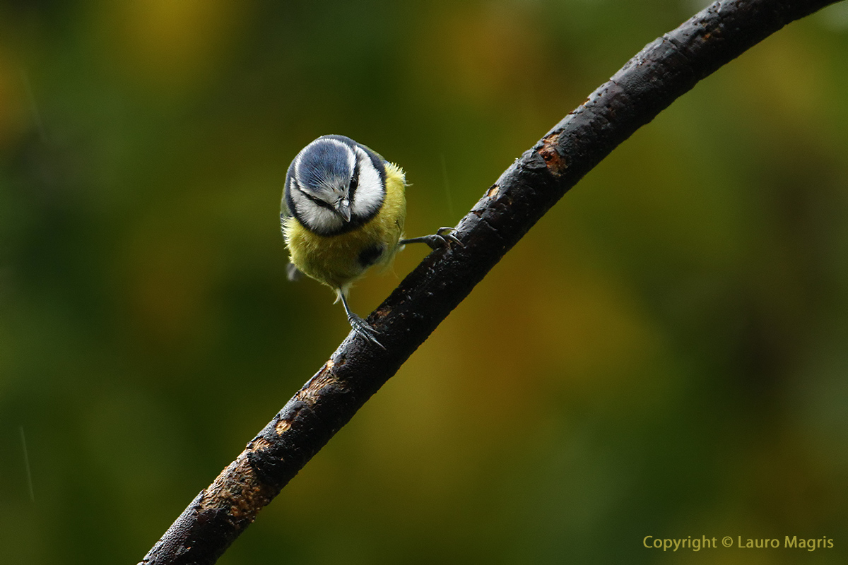 Cinciarella in the rain
