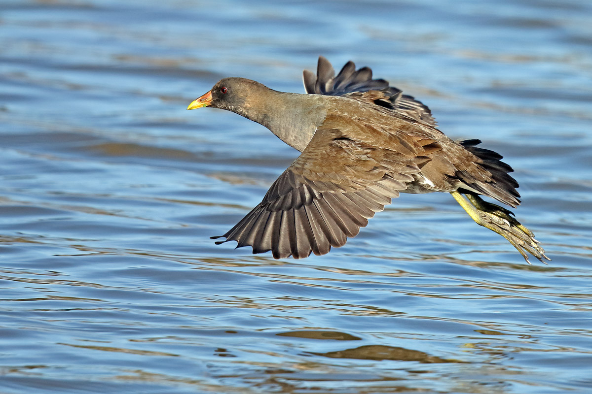 Juv Water Gallinule.