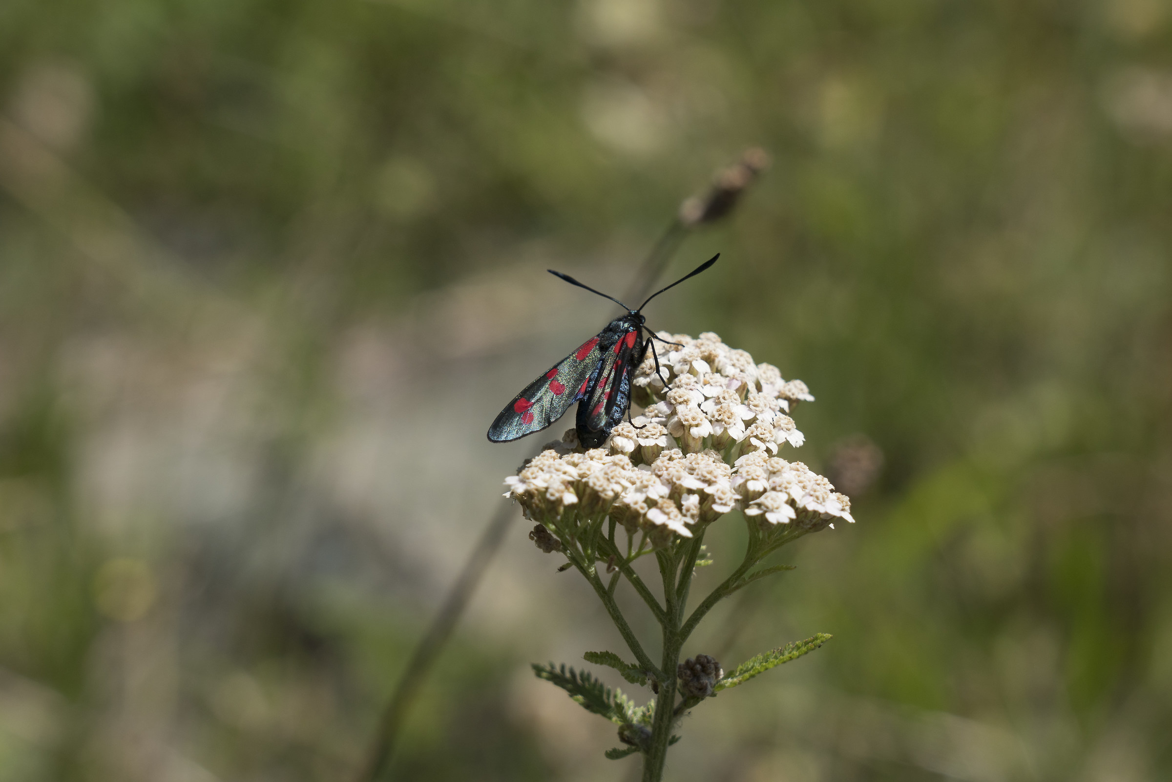 Macro con il 24-105 sony