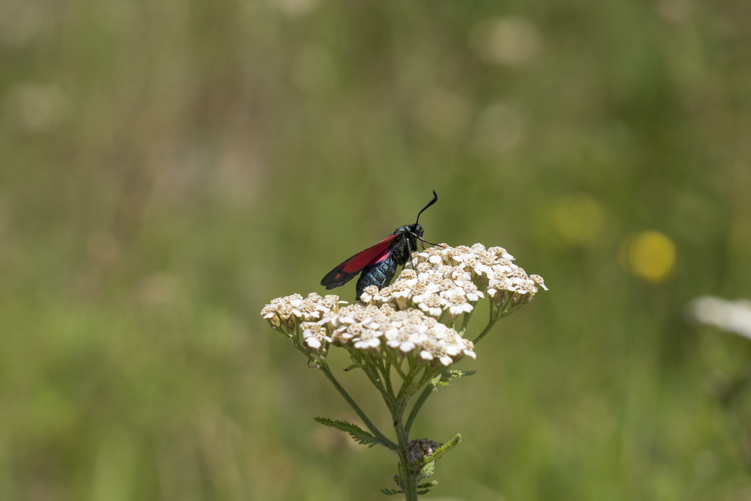 Macro with the Sony 24-105
