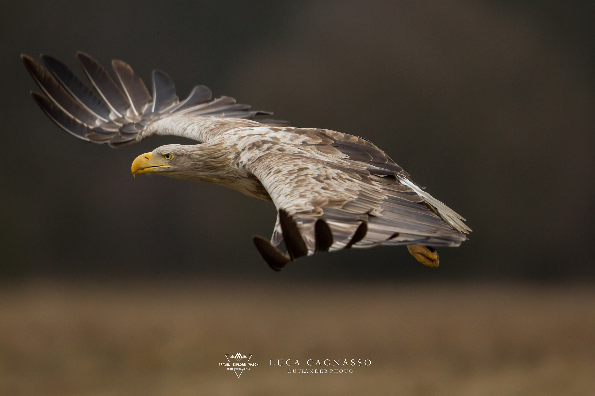 Aquila di mare - Haliaeetus albicilla