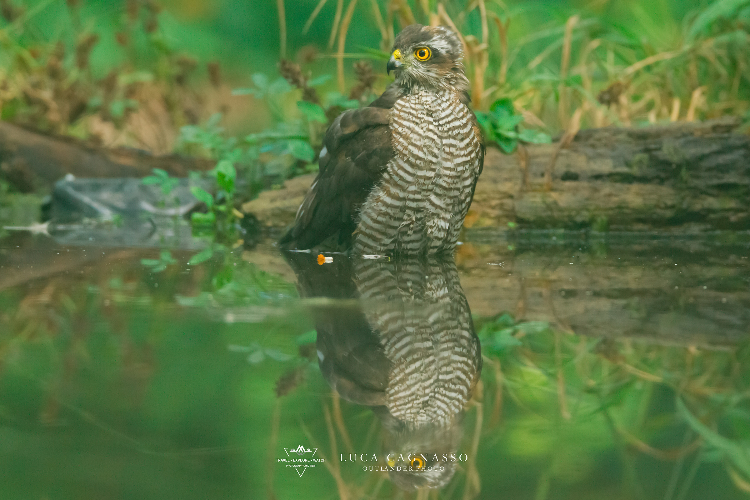 Spsrviere-Accipiter nisus