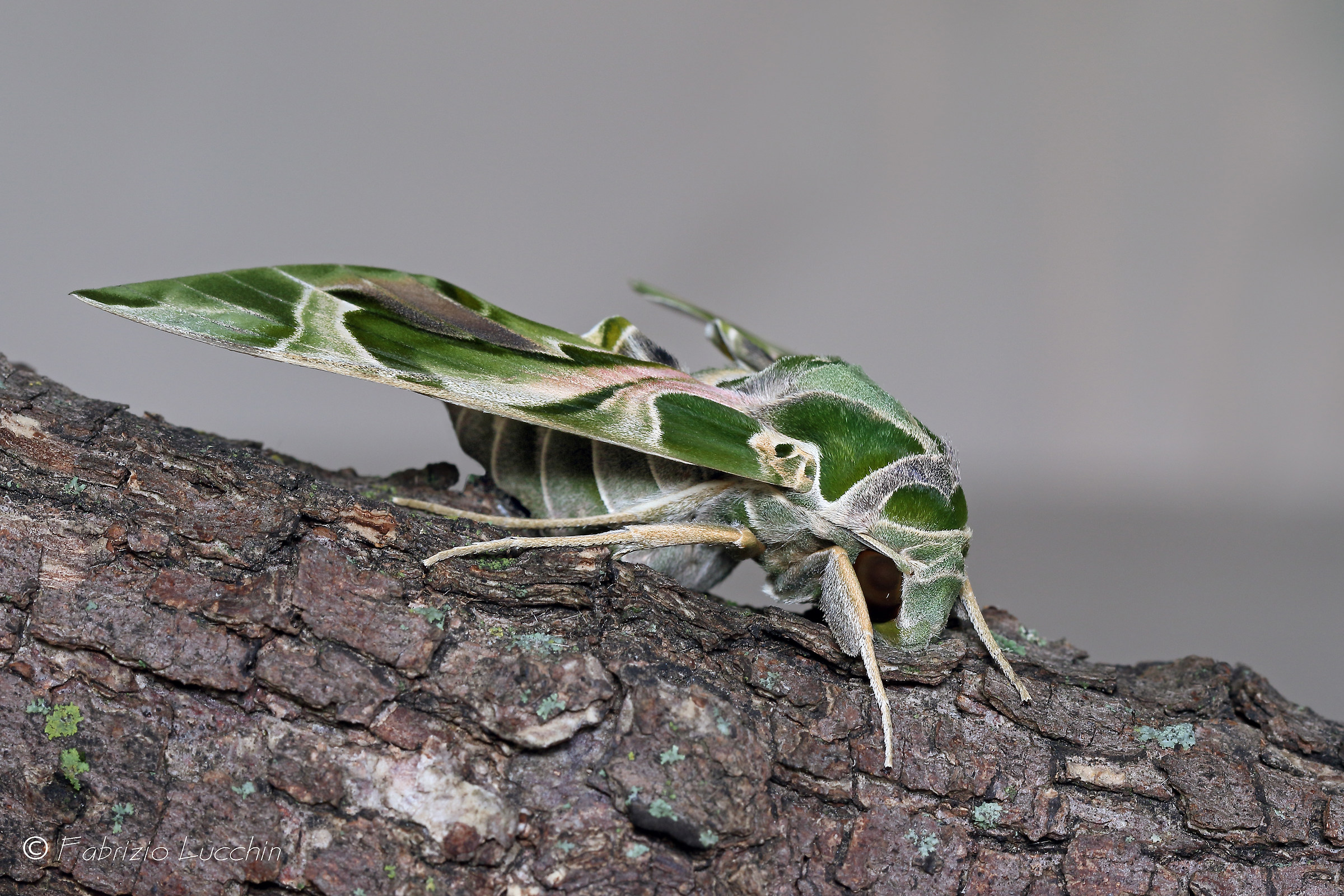 Sfinge dell' oleandro