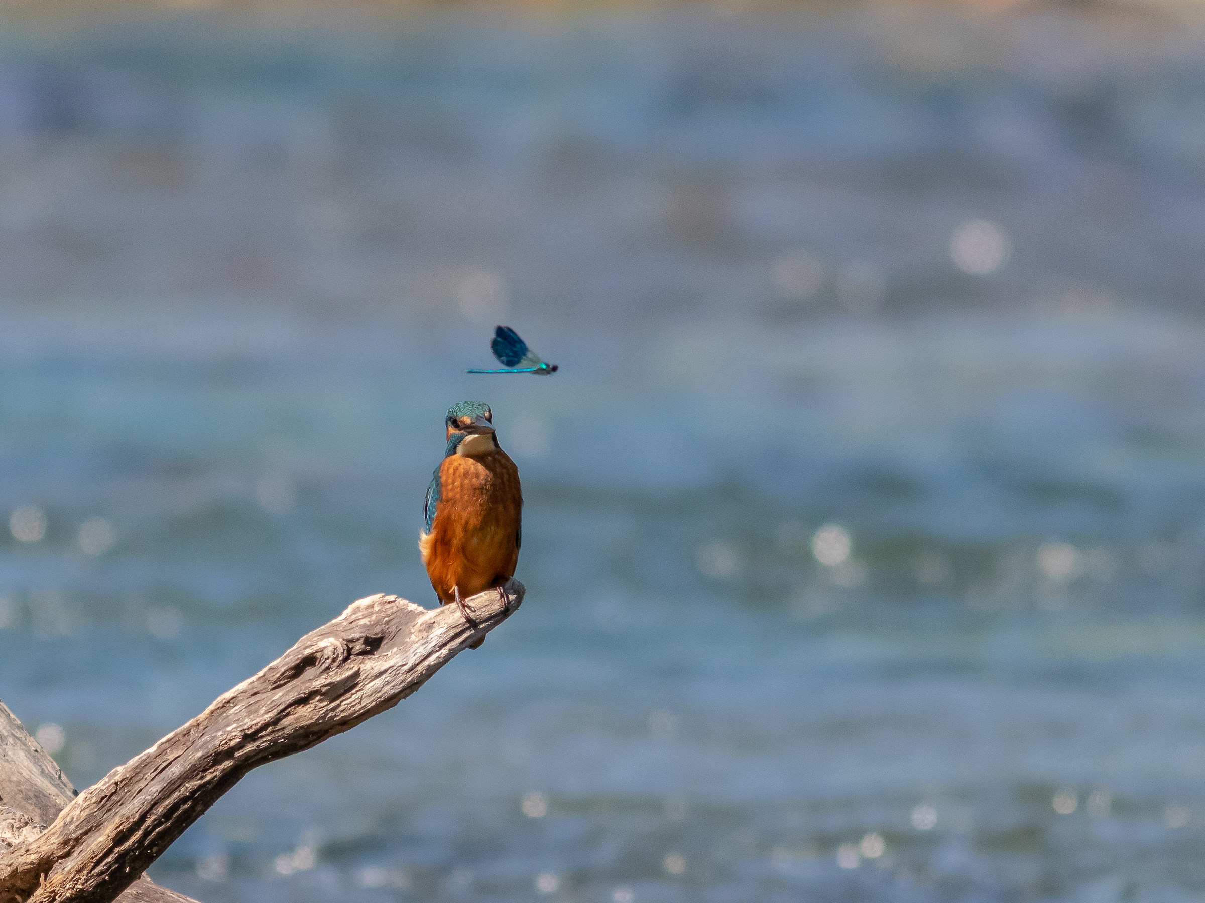 Martin and the Damsel