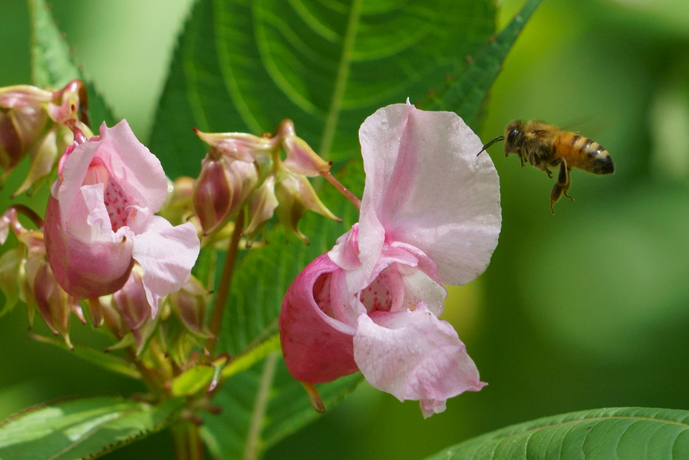 Bee in flight