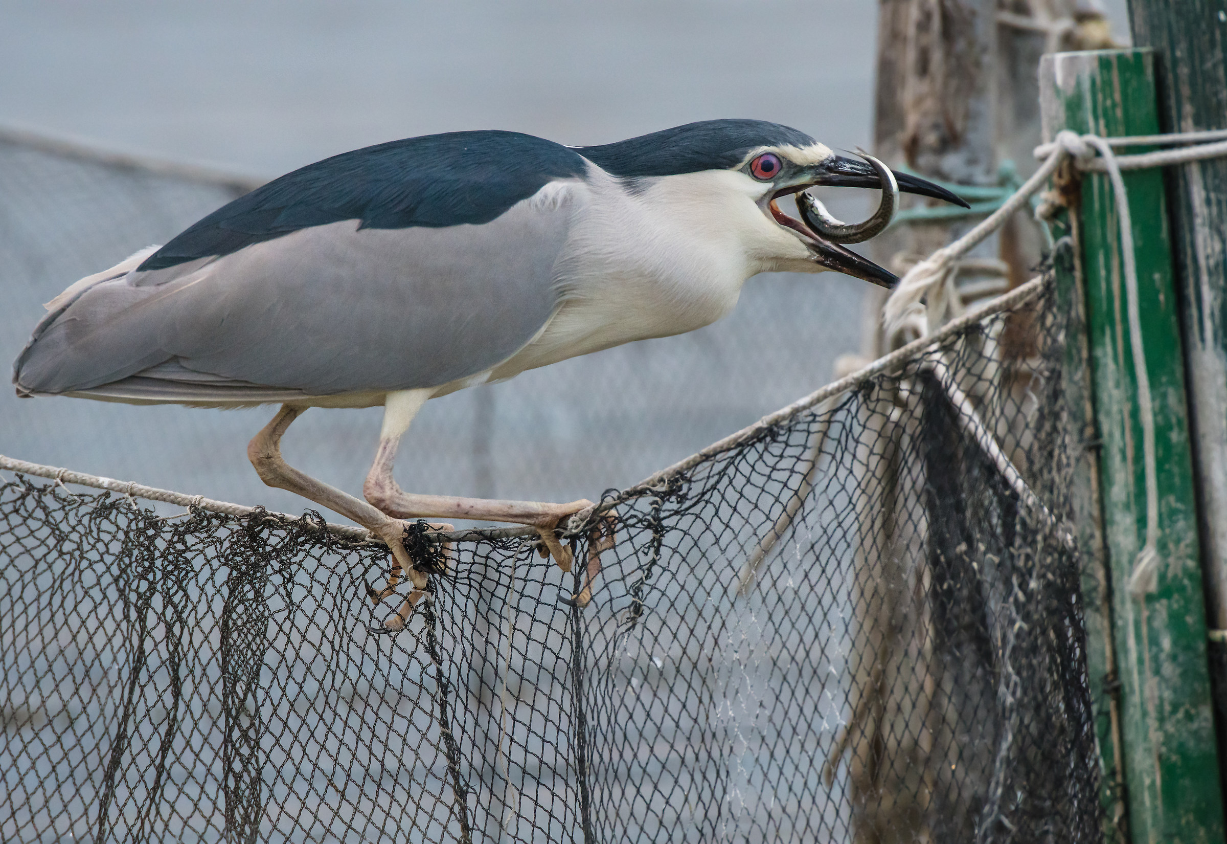 E fu l'ultimo balzo del pesce