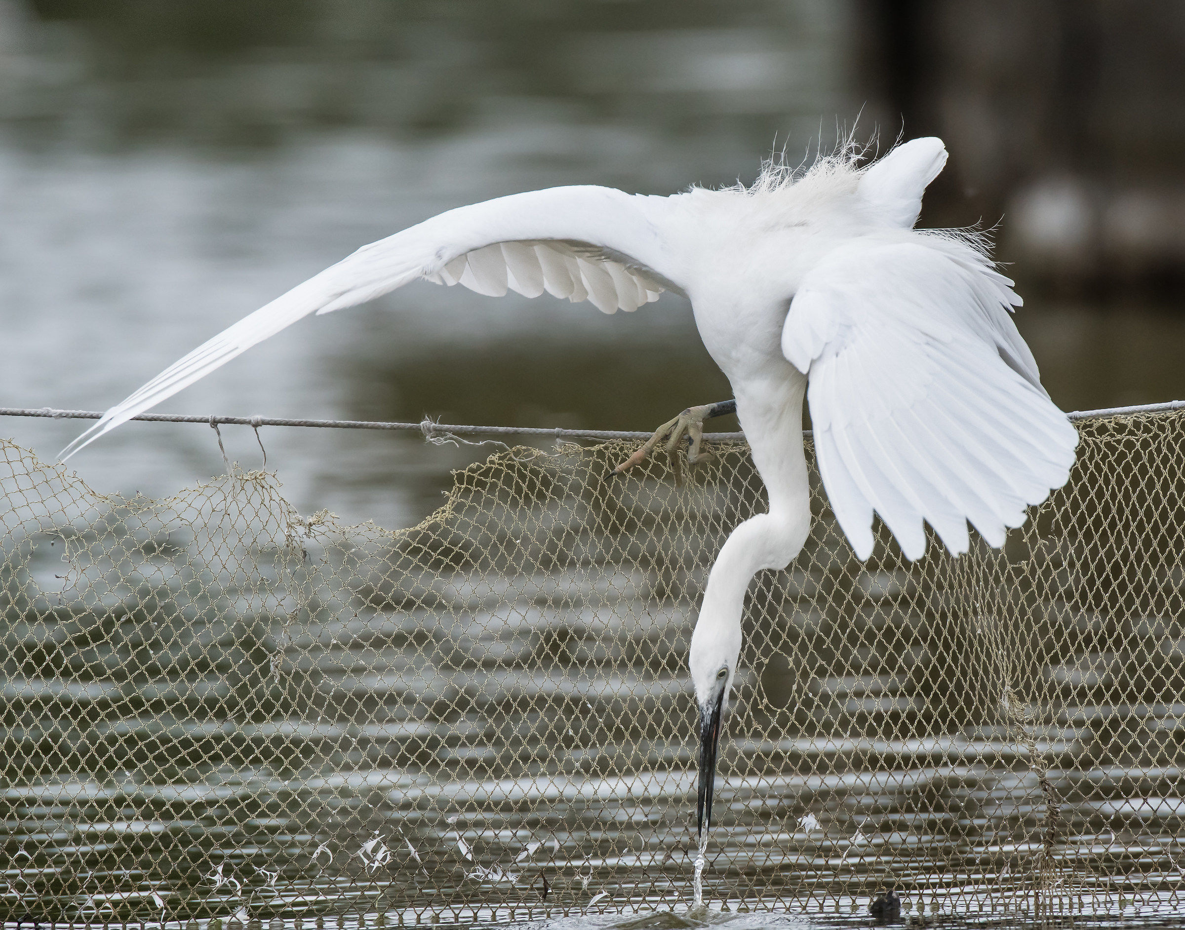 La Grazia spietata di una predatrice