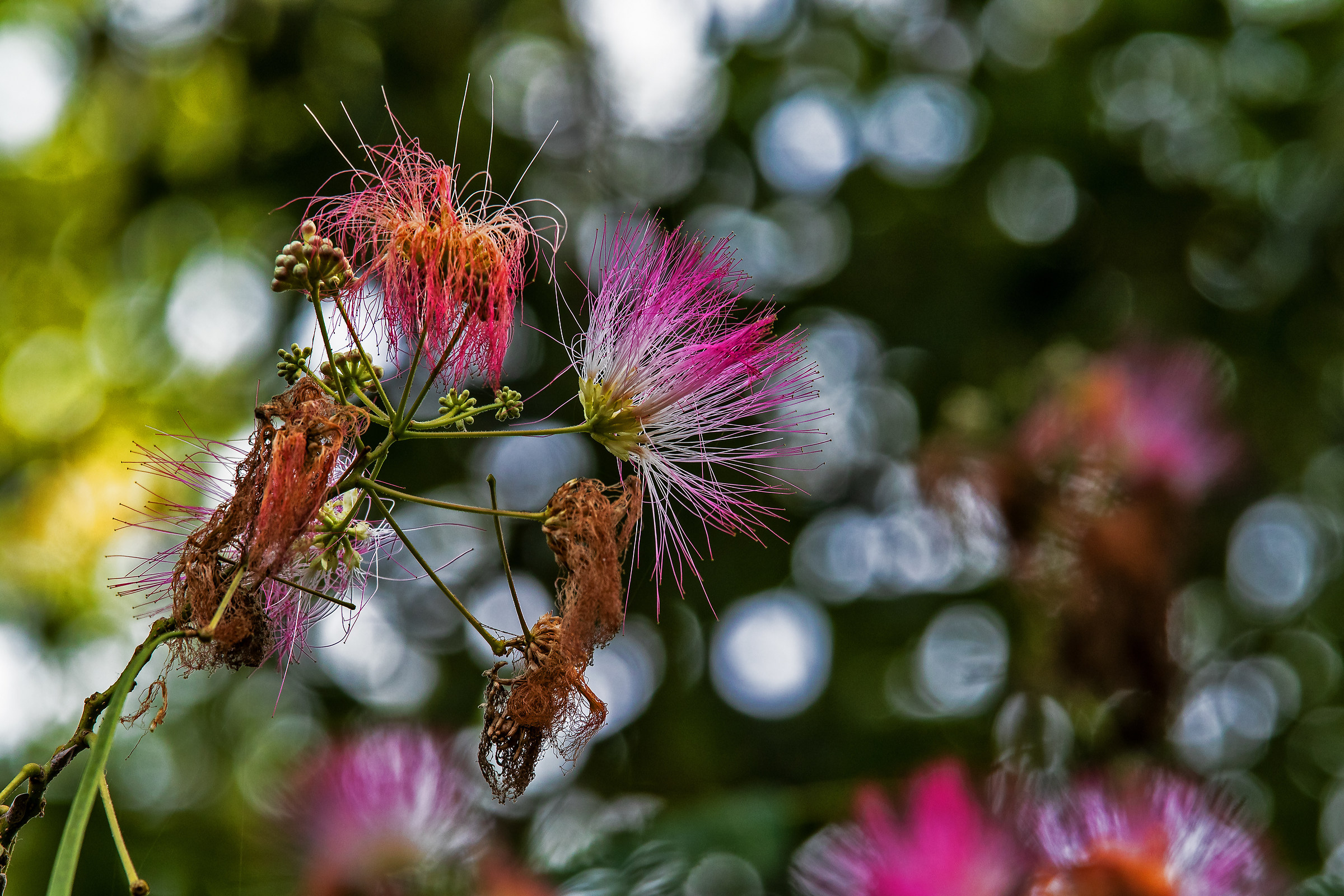 In the woods (almost Meyer Gorlitz Trioplan)
