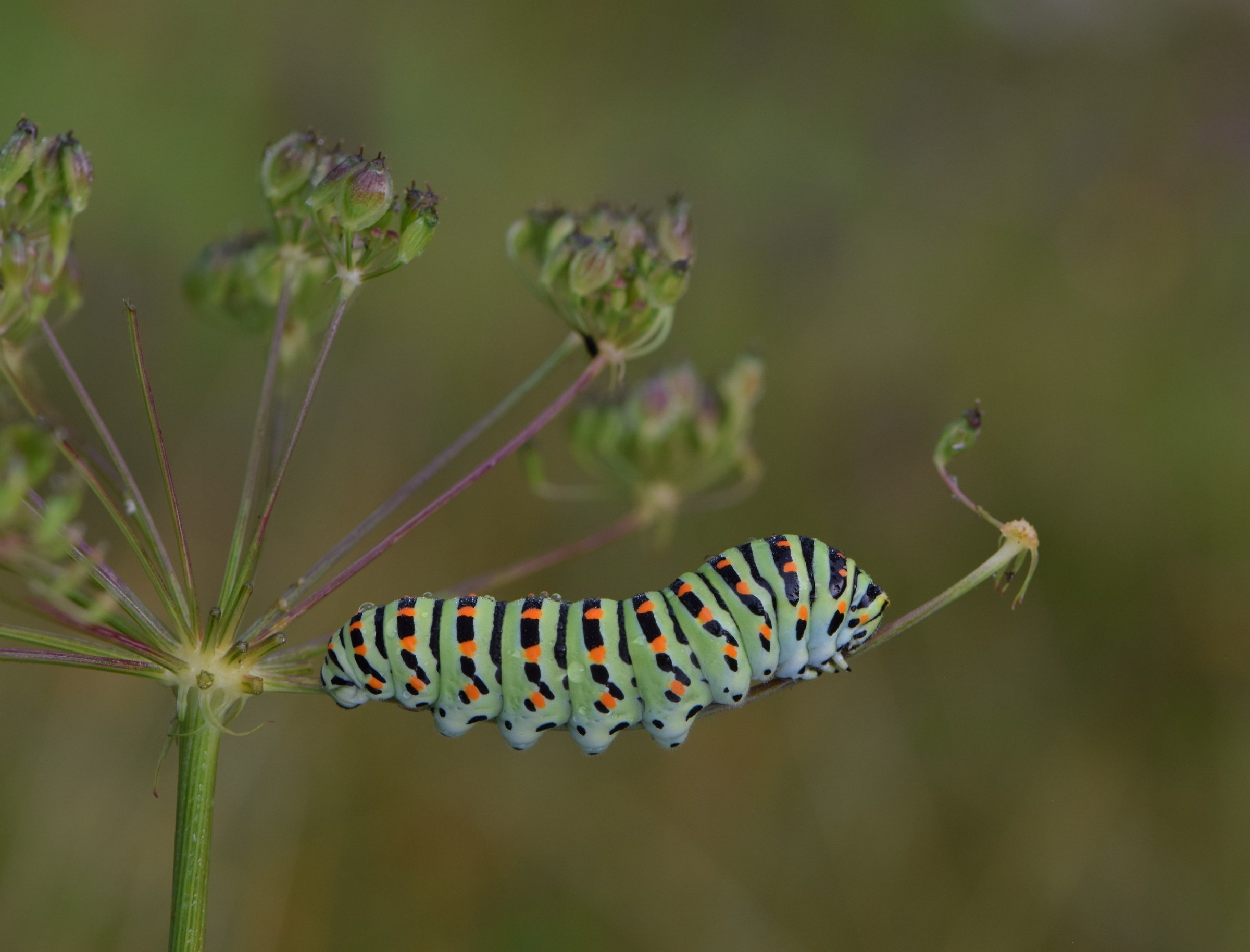 The Papilio machaon