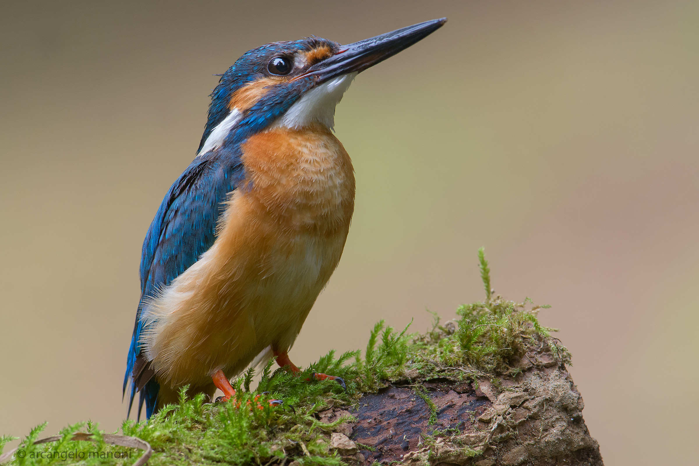 On the highest podium