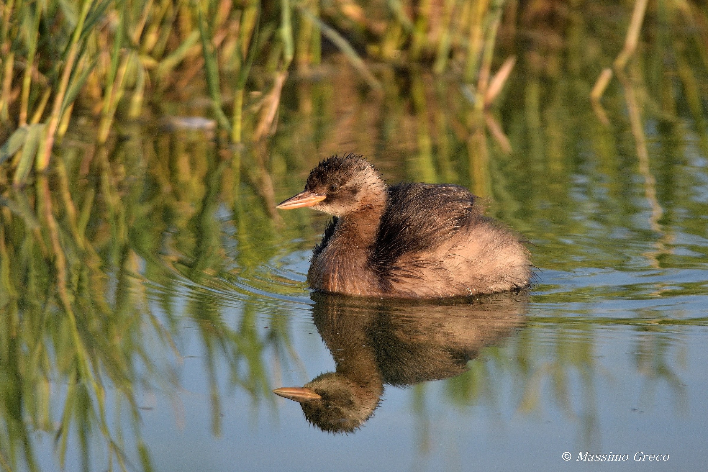 Tuffetto (Tachybaptus ruficollis)