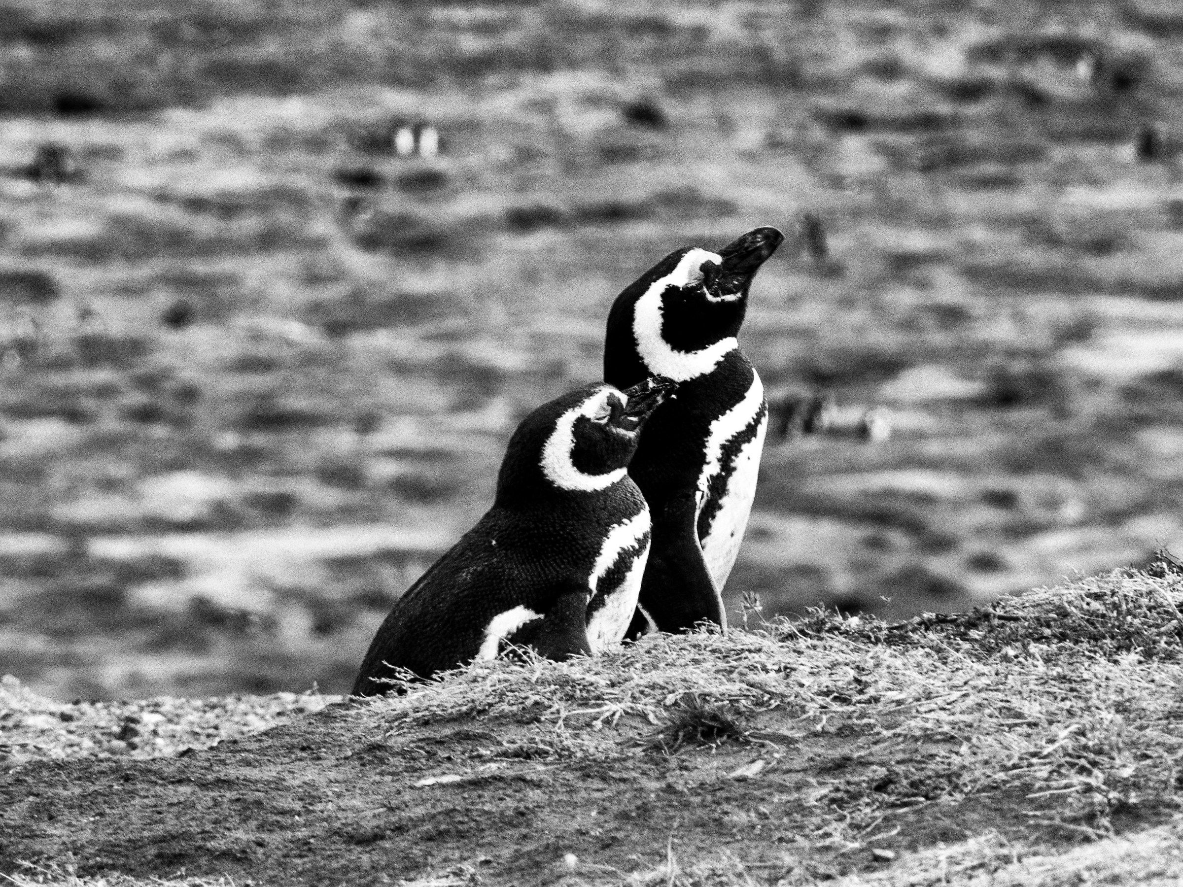 Pinguini Isla Magdalena